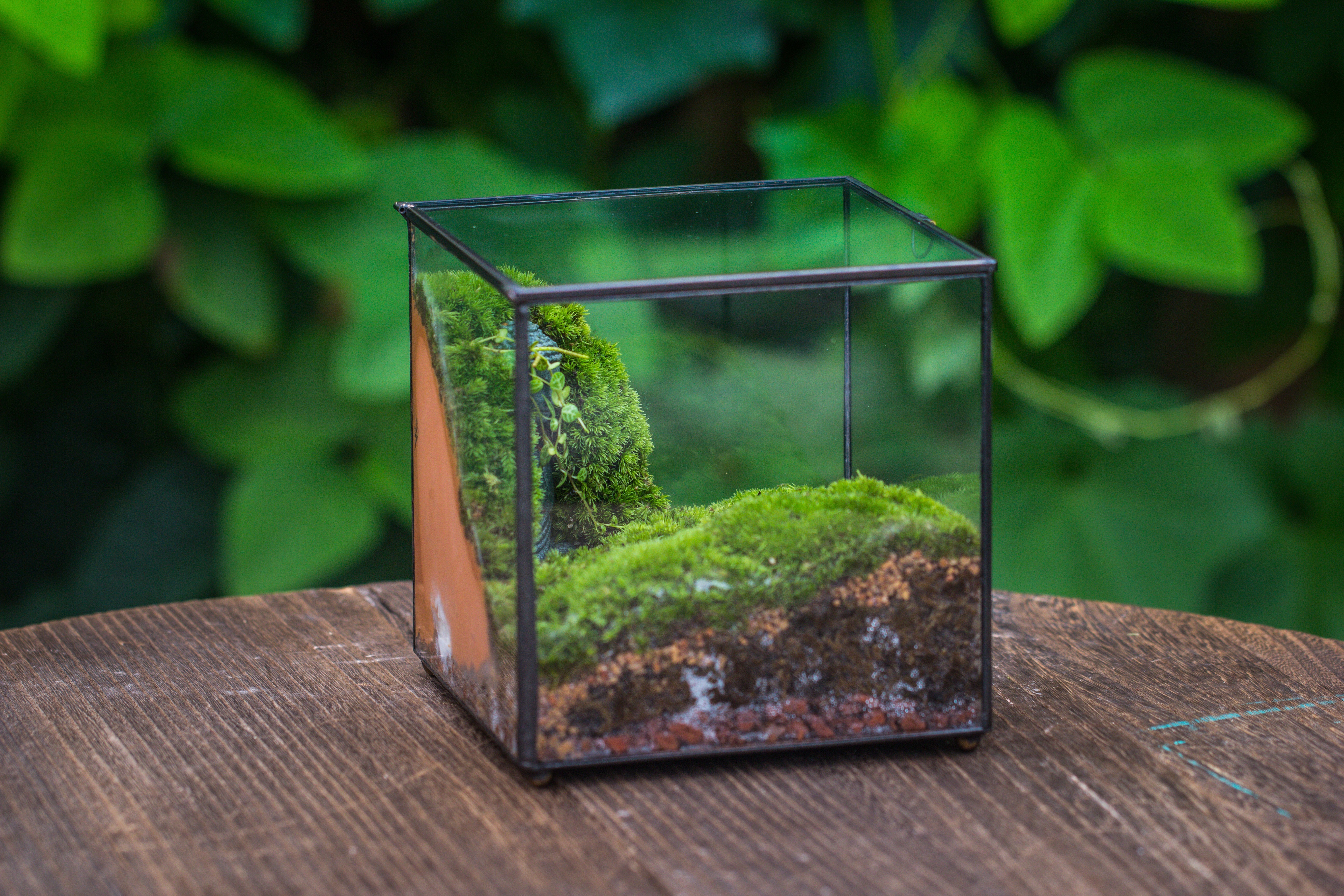 Buddha Moss Terrarium DIY set Glass Terrarium with Door, Tin Sealed Cube 5.9 inches - NCYPgarden