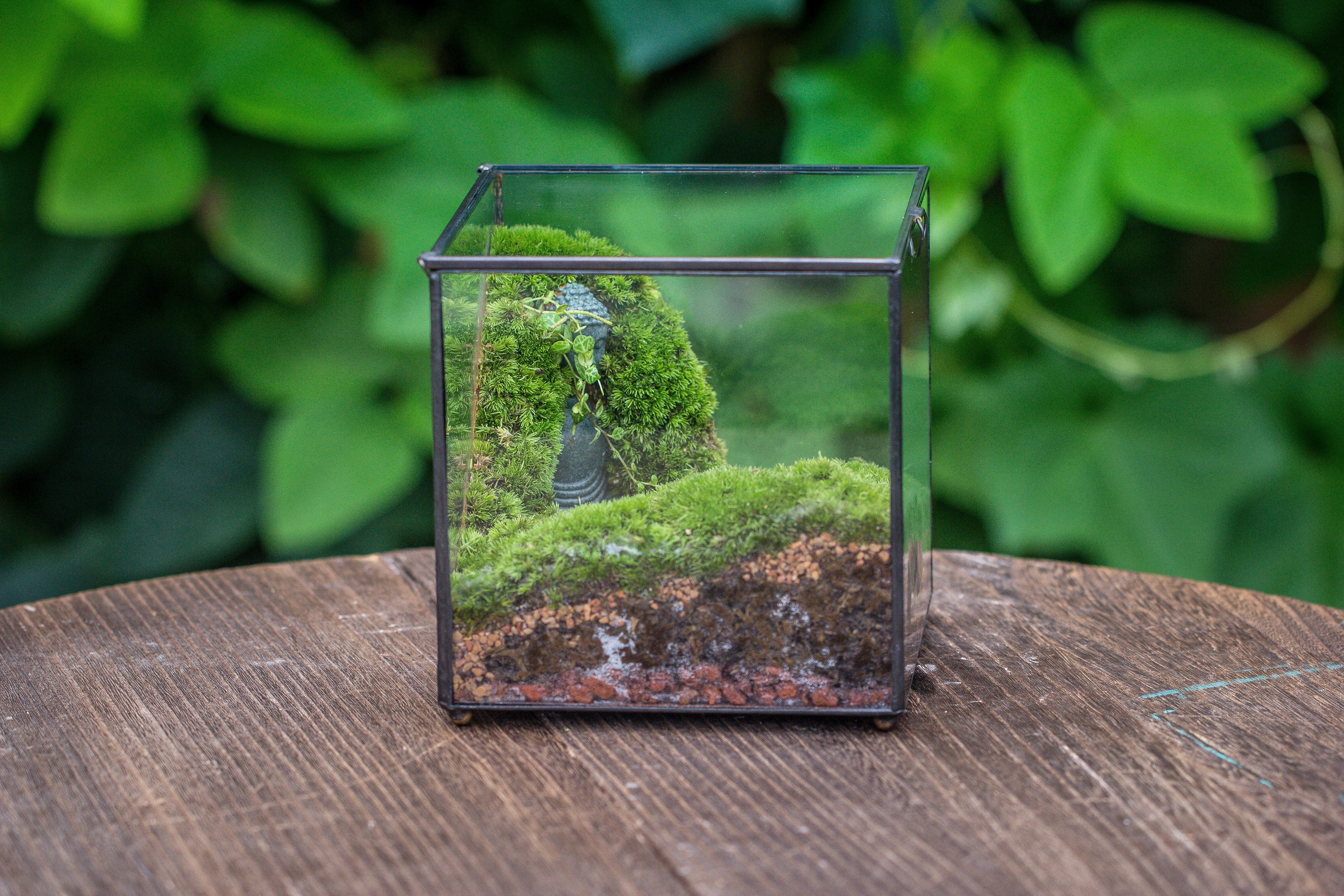 Buddha Moss Terrarium DIY set Glass Terrarium with Door, Tin Sealed Cube 5.9 inches - NCYPgarden