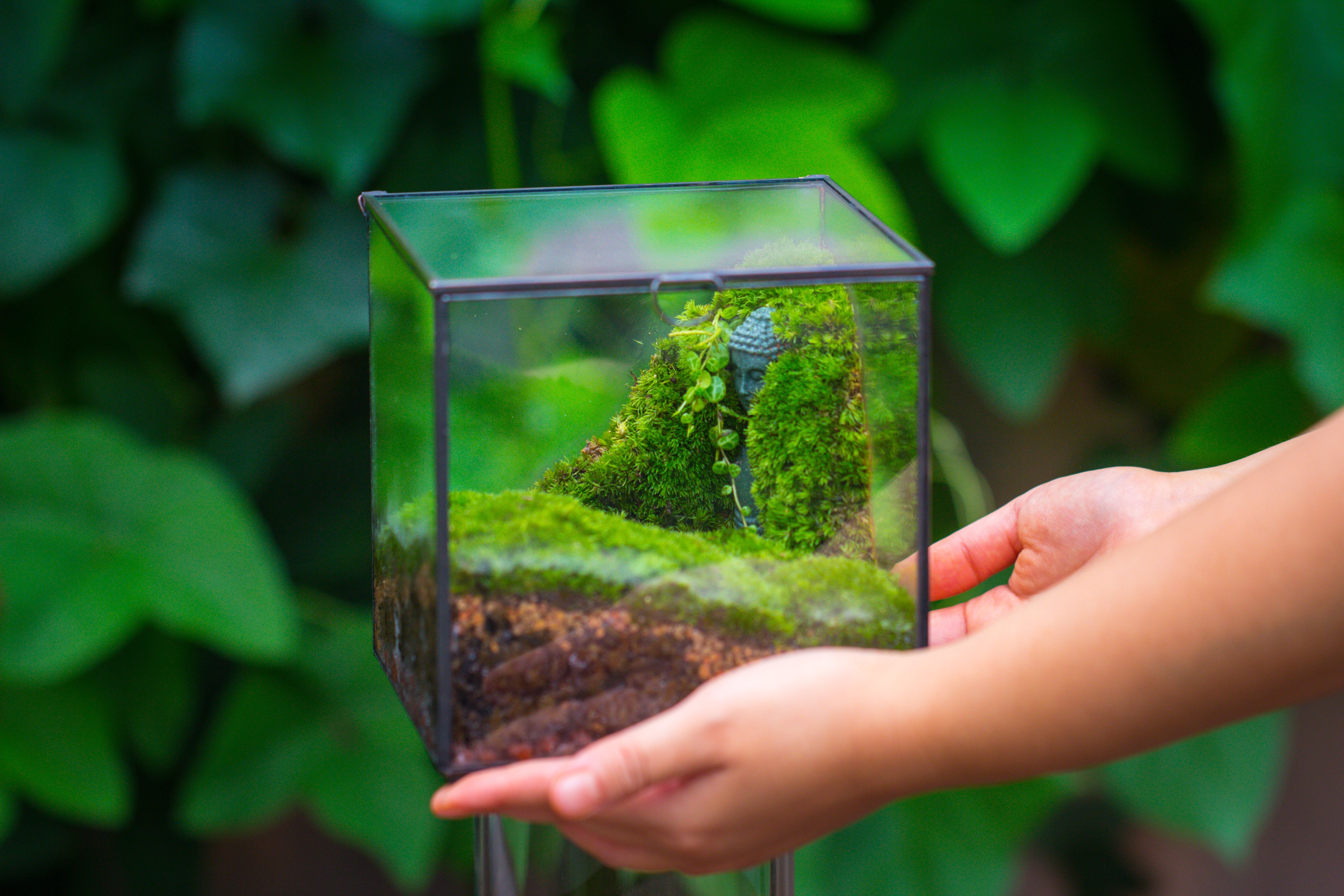 Buddha Moss Terrarium DIY set Glass Terrarium with Door, Tin Sealed Cube 5.9 inches - NCYPgarden