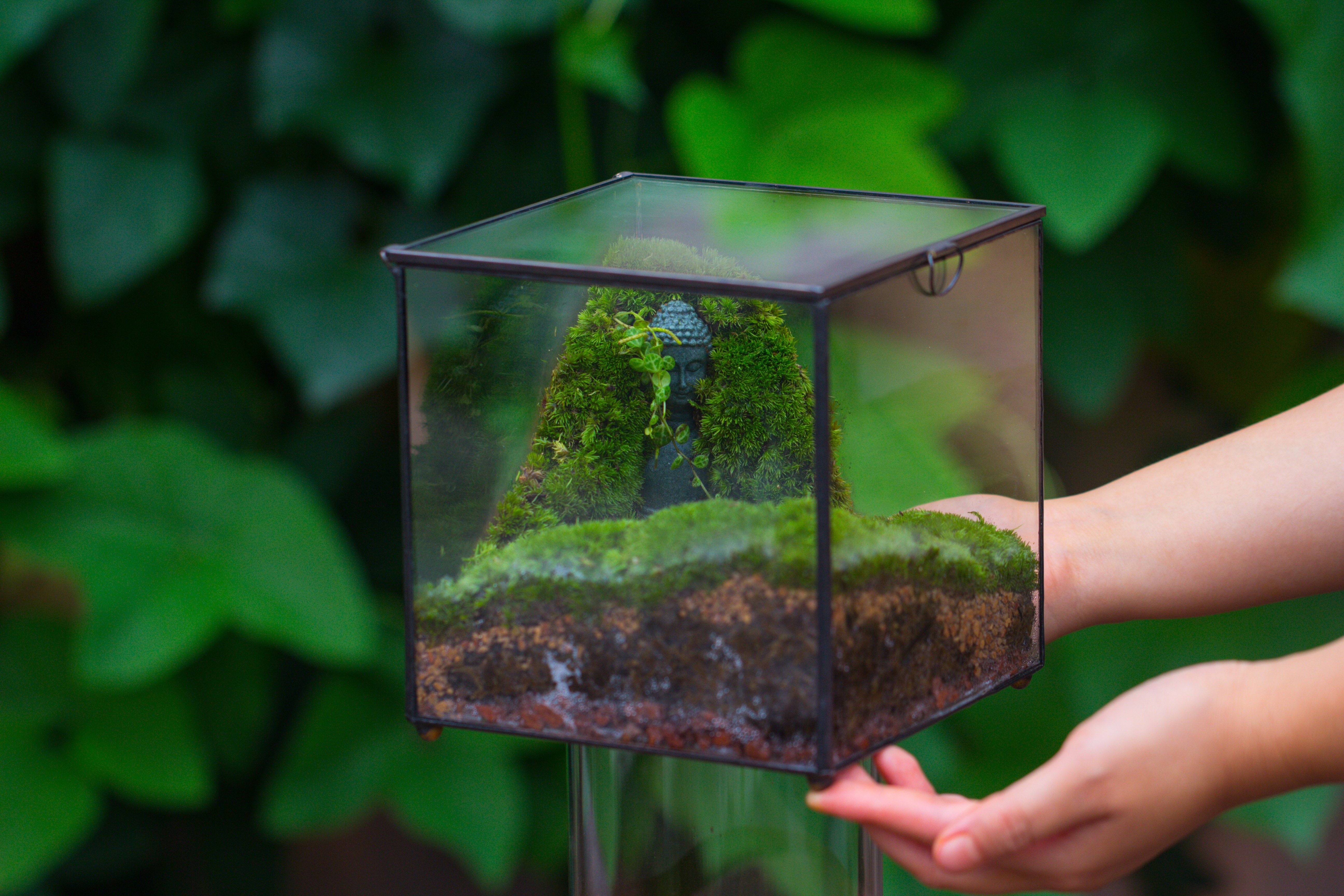 Buddha Moss Terrarium DIY set Glass Terrarium with Door, Tin Sealed Cube 5.9 inches - NCYPgarden