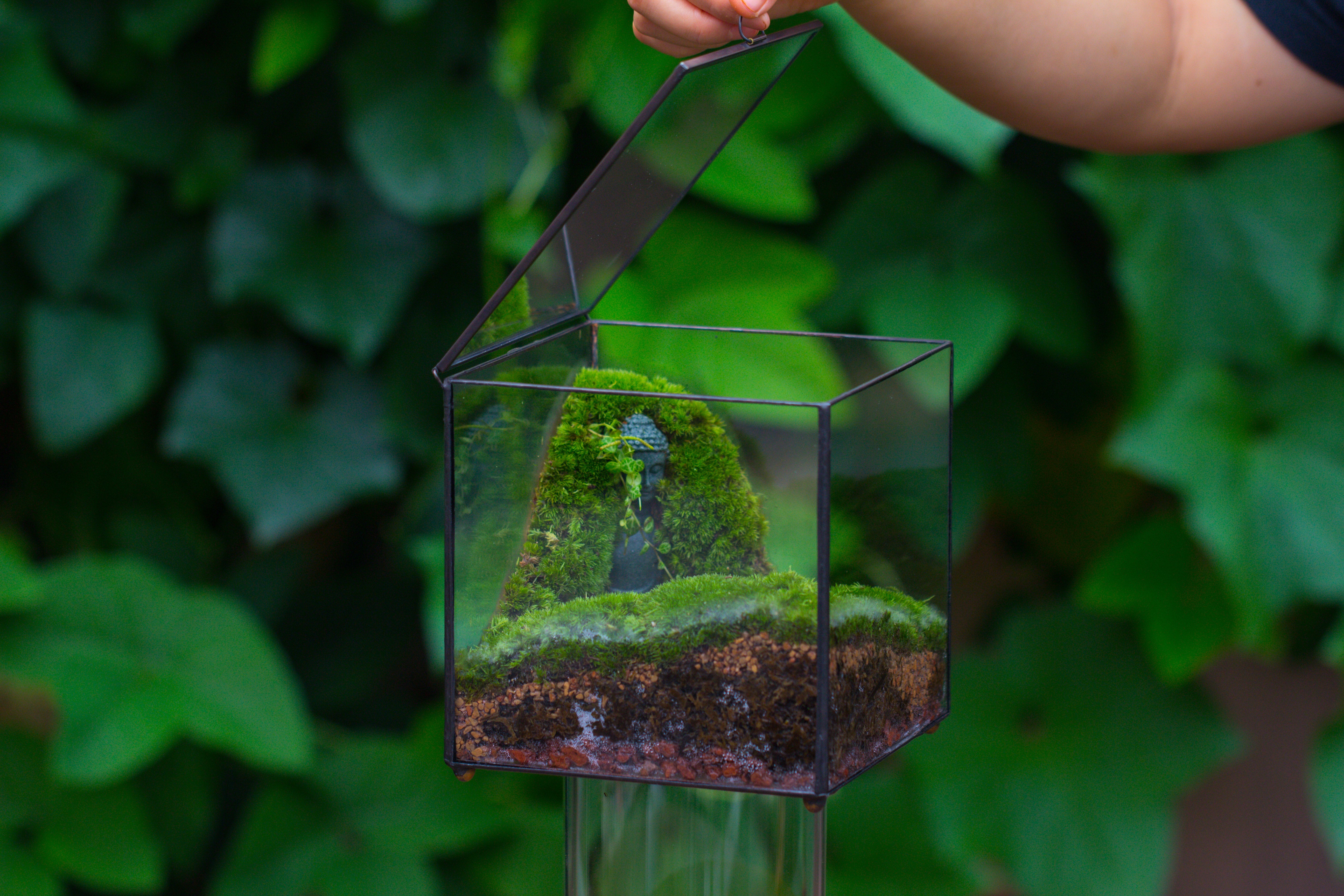 Buddha Moss Terrarium DIY set Glass Terrarium with Door, Tin Sealed Cube 5.9 inches - NCYPgarden