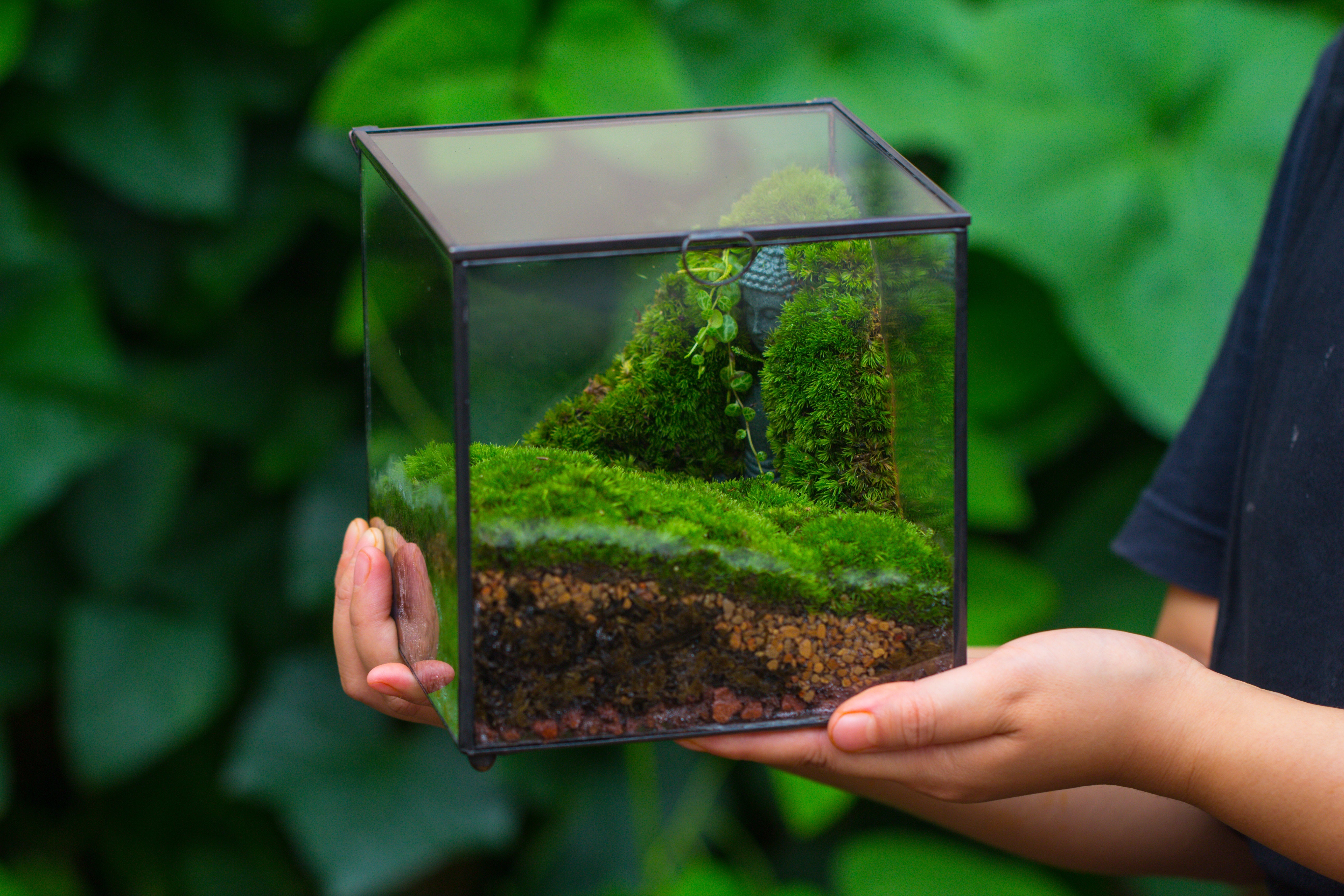 Buddha Moss Terrarium DIY set Glass Terrarium with Door, Tin Sealed Cube 5.9 inches - NCYPgarden