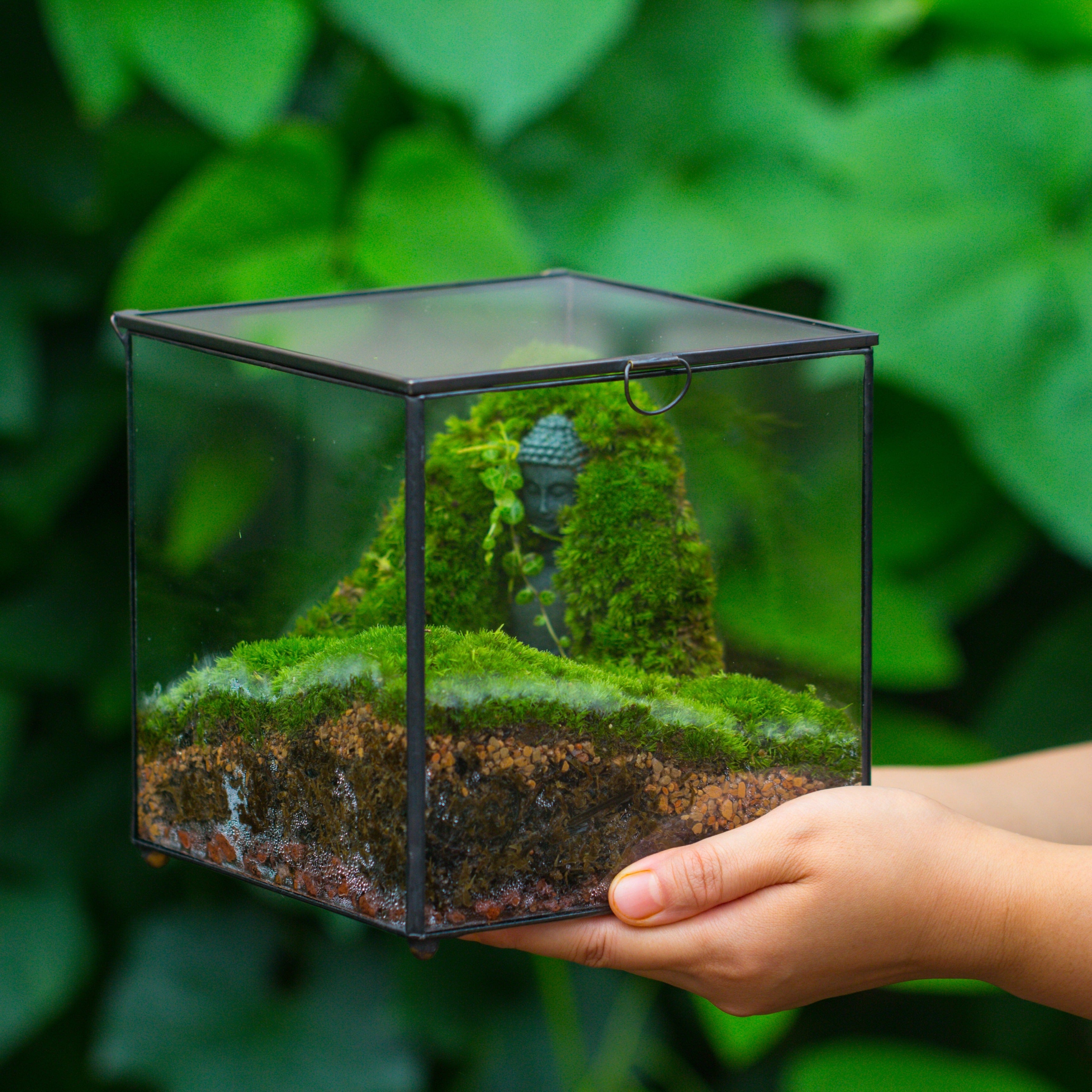 Buddha Moss Terrarium DIY set Glass Terrarium with Door, Tin Sealed Cube 5.9 inches - NCYPgarden