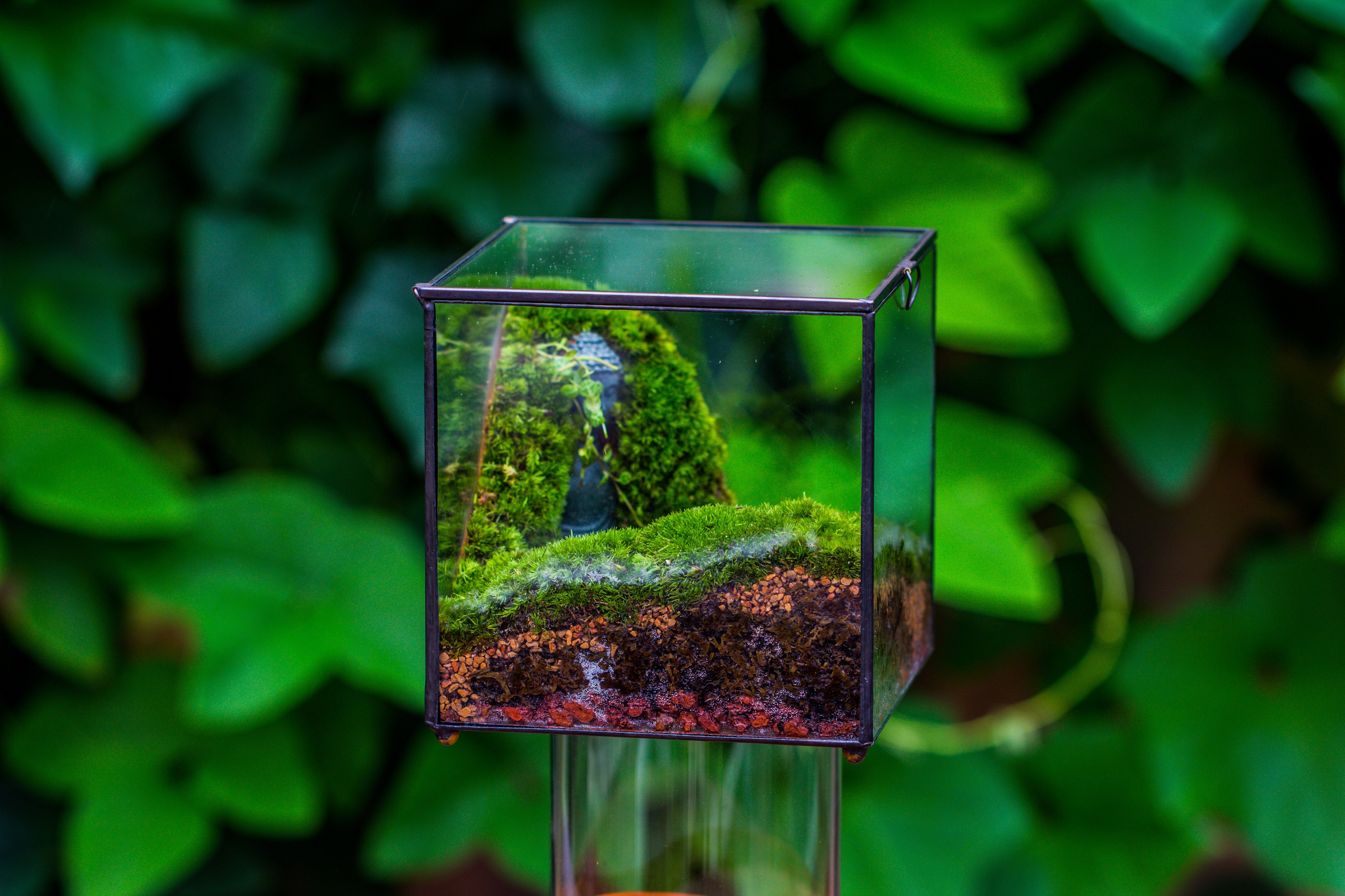 Buddha Moss Terrarium DIY set Glass Terrarium with Door, Tin Sealed Cube 5.9 inches - NCYPgarden