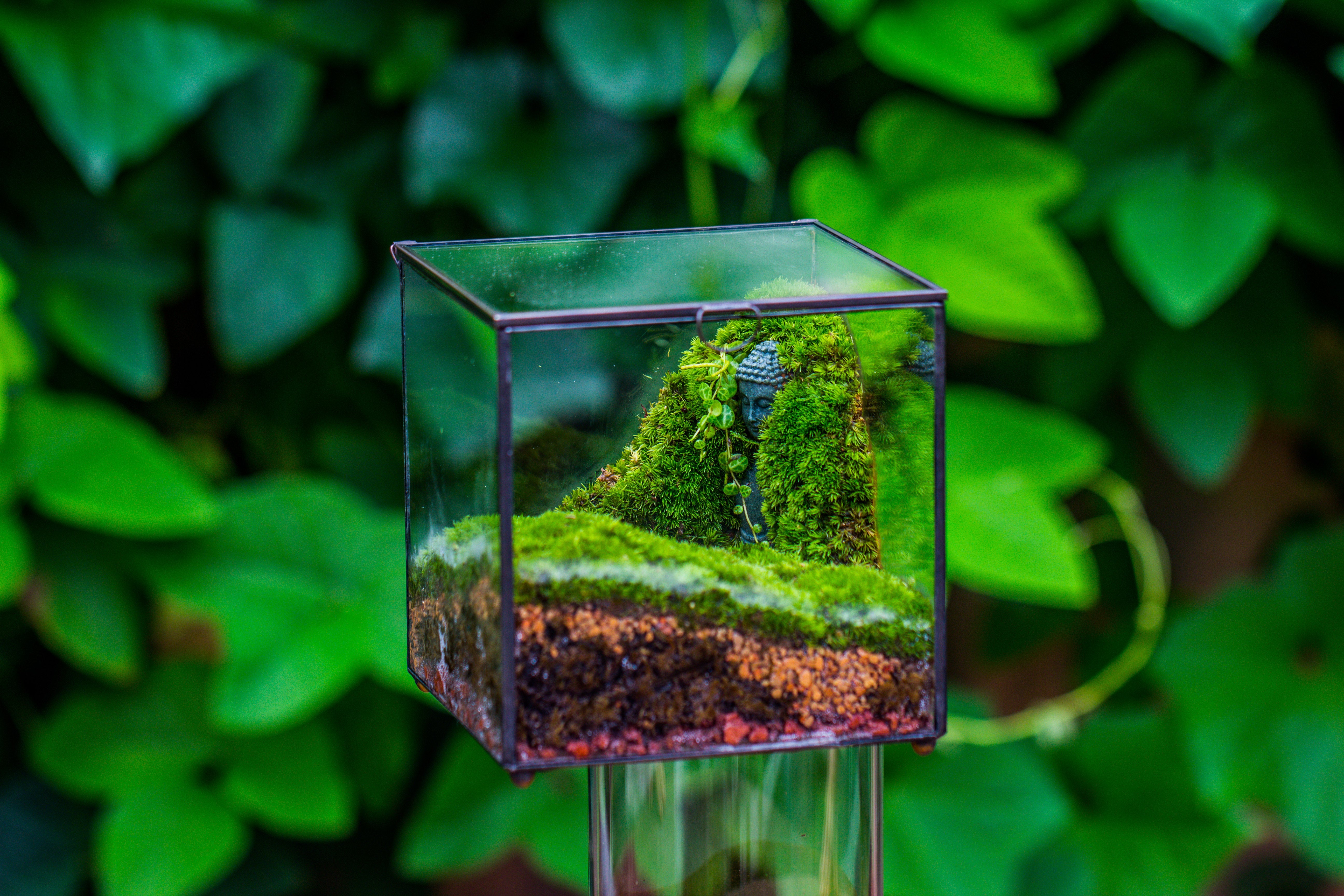 Buddha Moss Terrarium DIY set Glass Terrarium with Door, Tin Sealed Cube 5.9 inches - NCYPgarden