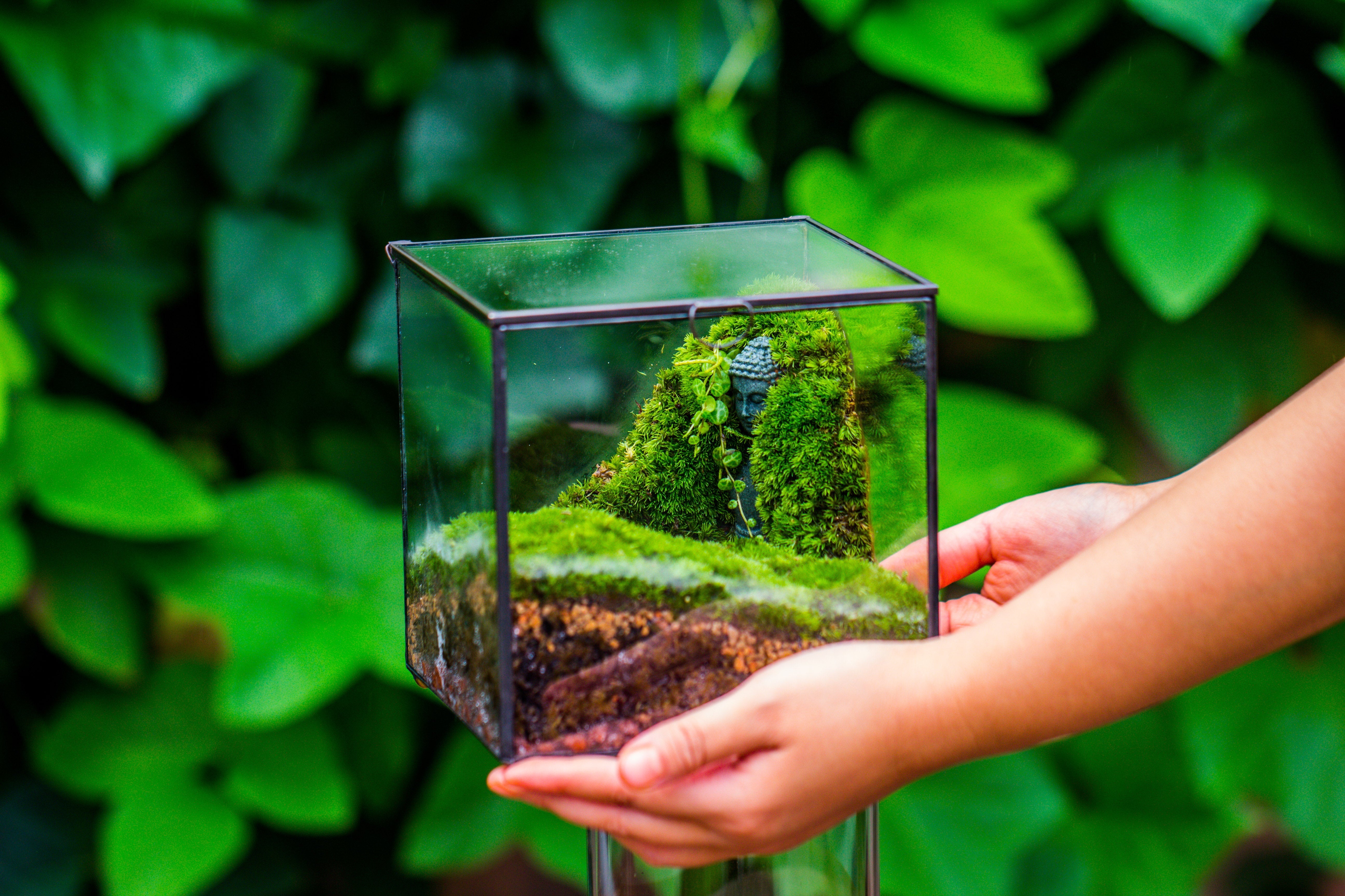 Buddha Moss Terrarium DIY set Glass Terrarium with Door, Tin Sealed Cube 5.9 inches - NCYPgarden