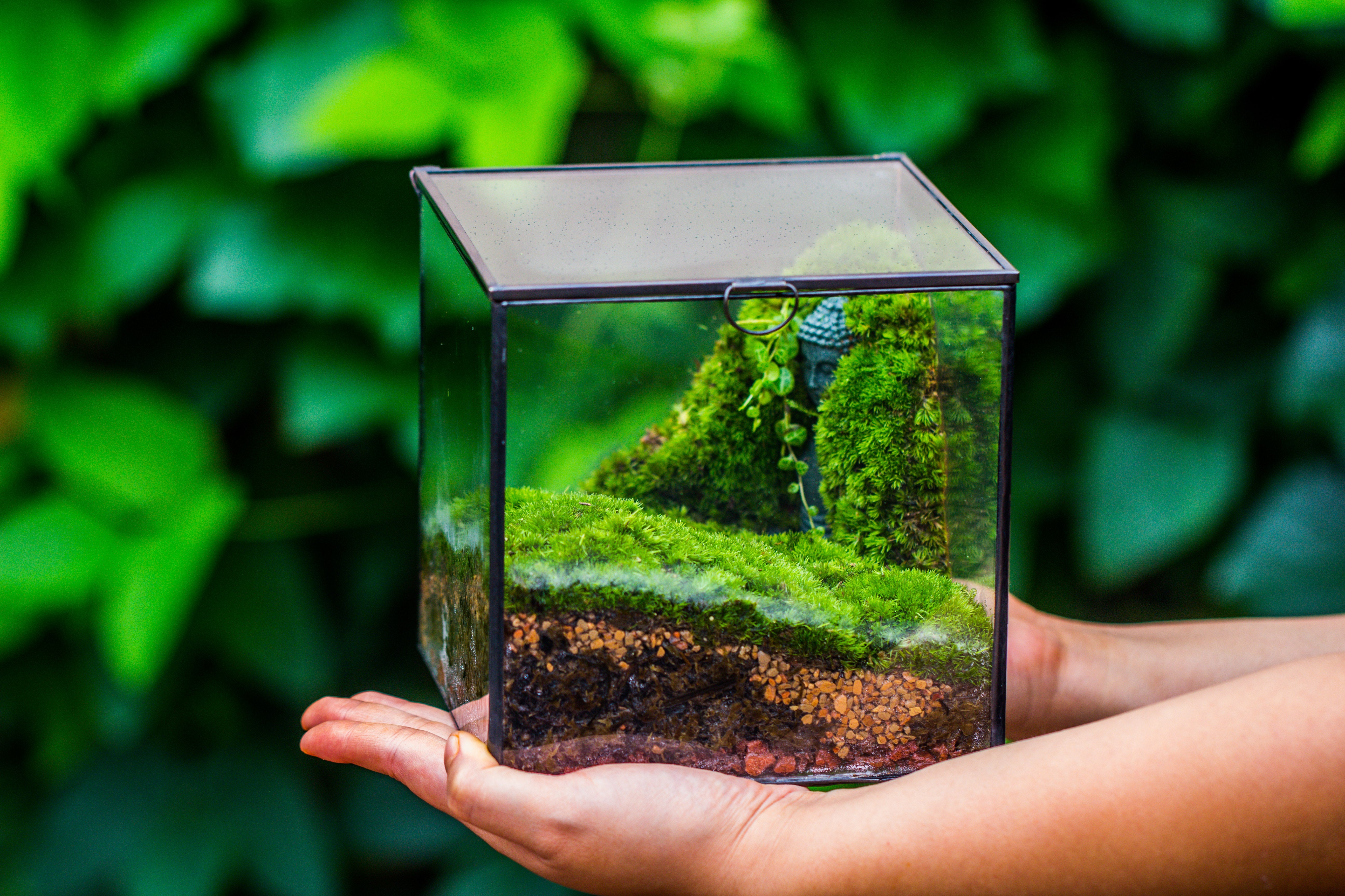 Buddha Moss Terrarium DIY set Glass Terrarium with Door, Tin Sealed Cube 5.9 inches - NCYPgarden