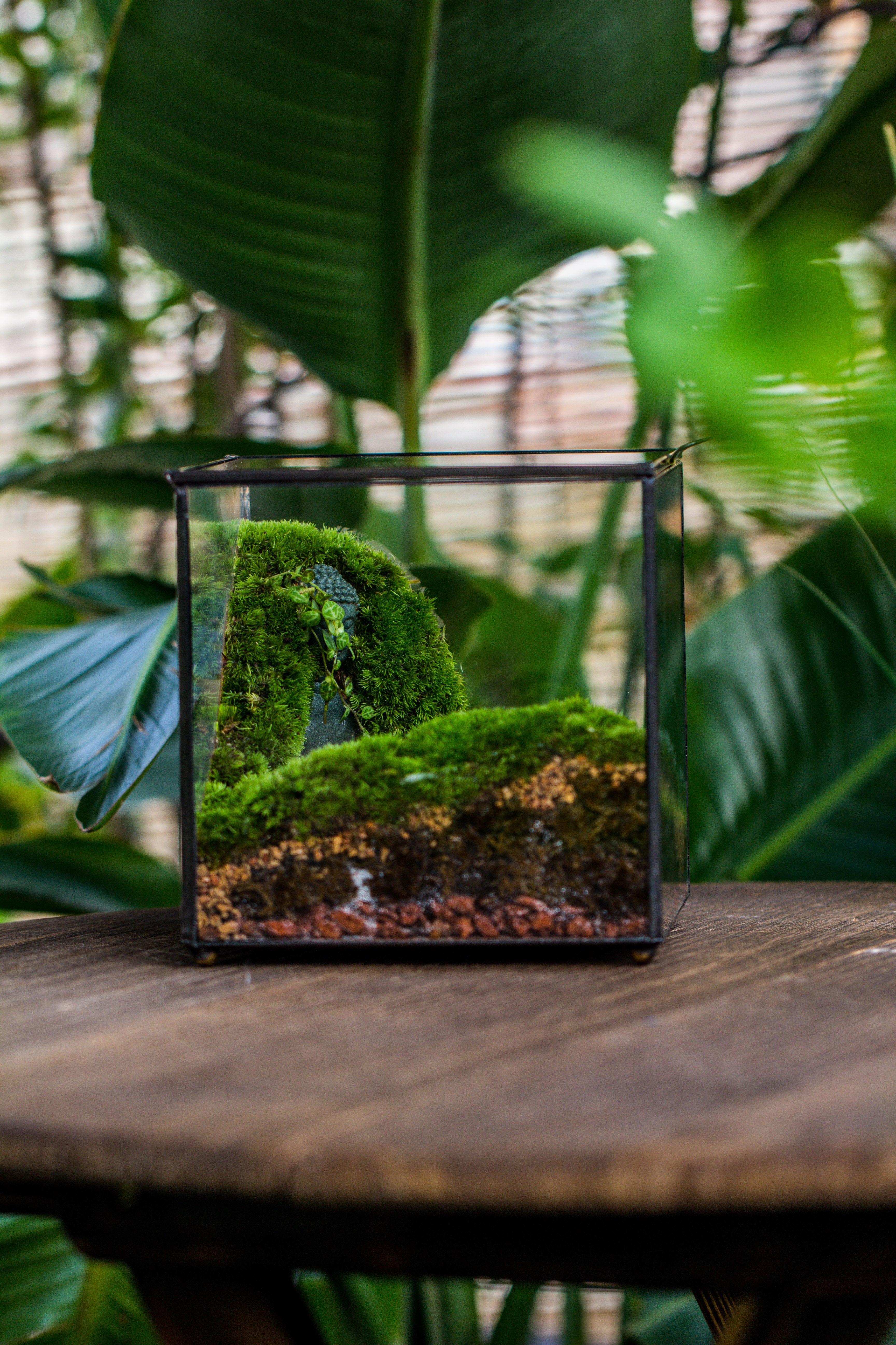 Buddha Moss Terrarium DIY set Glass Terrarium with Door, Tin Sealed Cube 5.9 inches - NCYPgarden