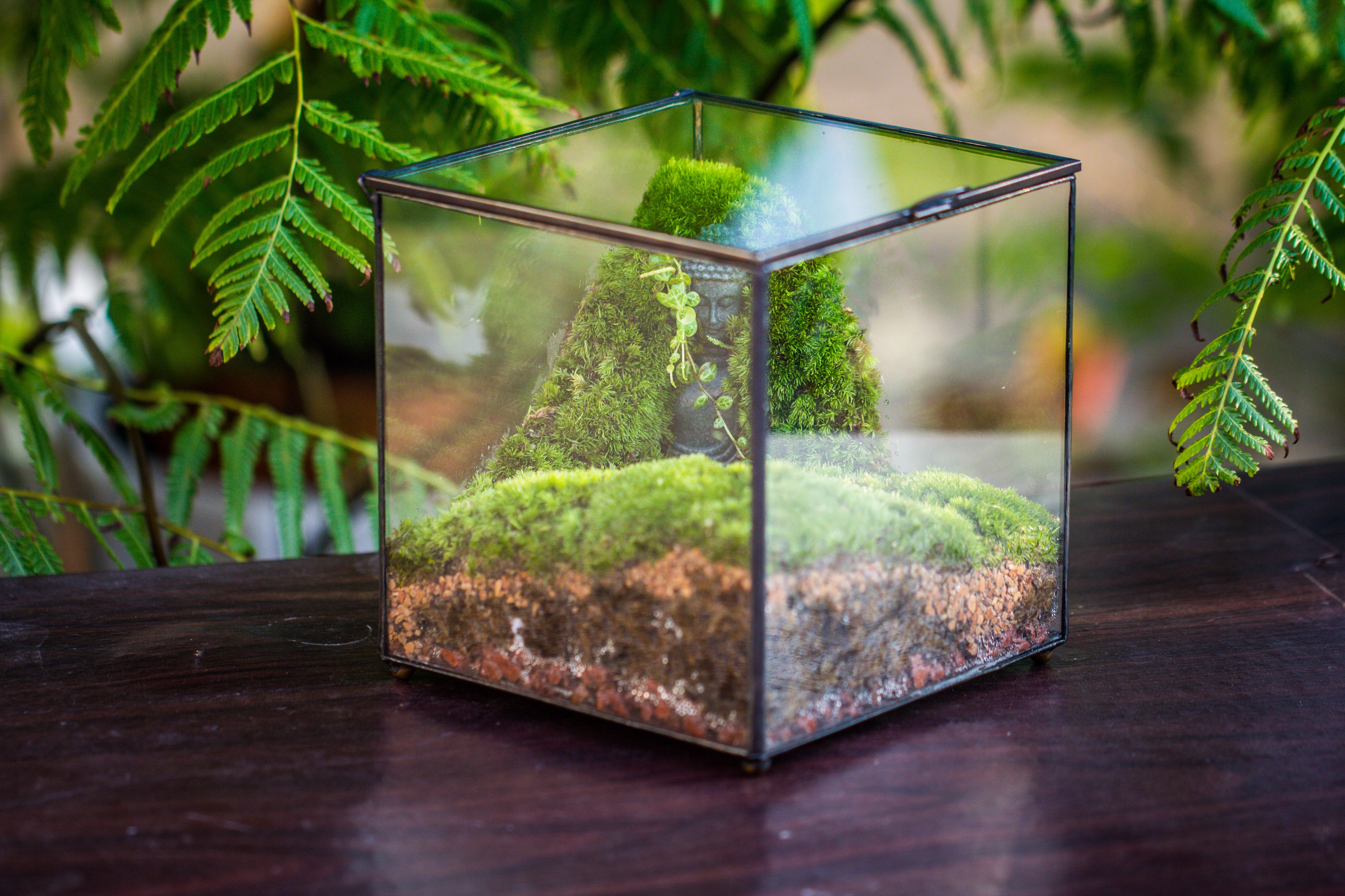 Buddha Moss Terrarium DIY set Glass Terrarium with Door, Tin Sealed Cube 5.9 inches - NCYPgarden