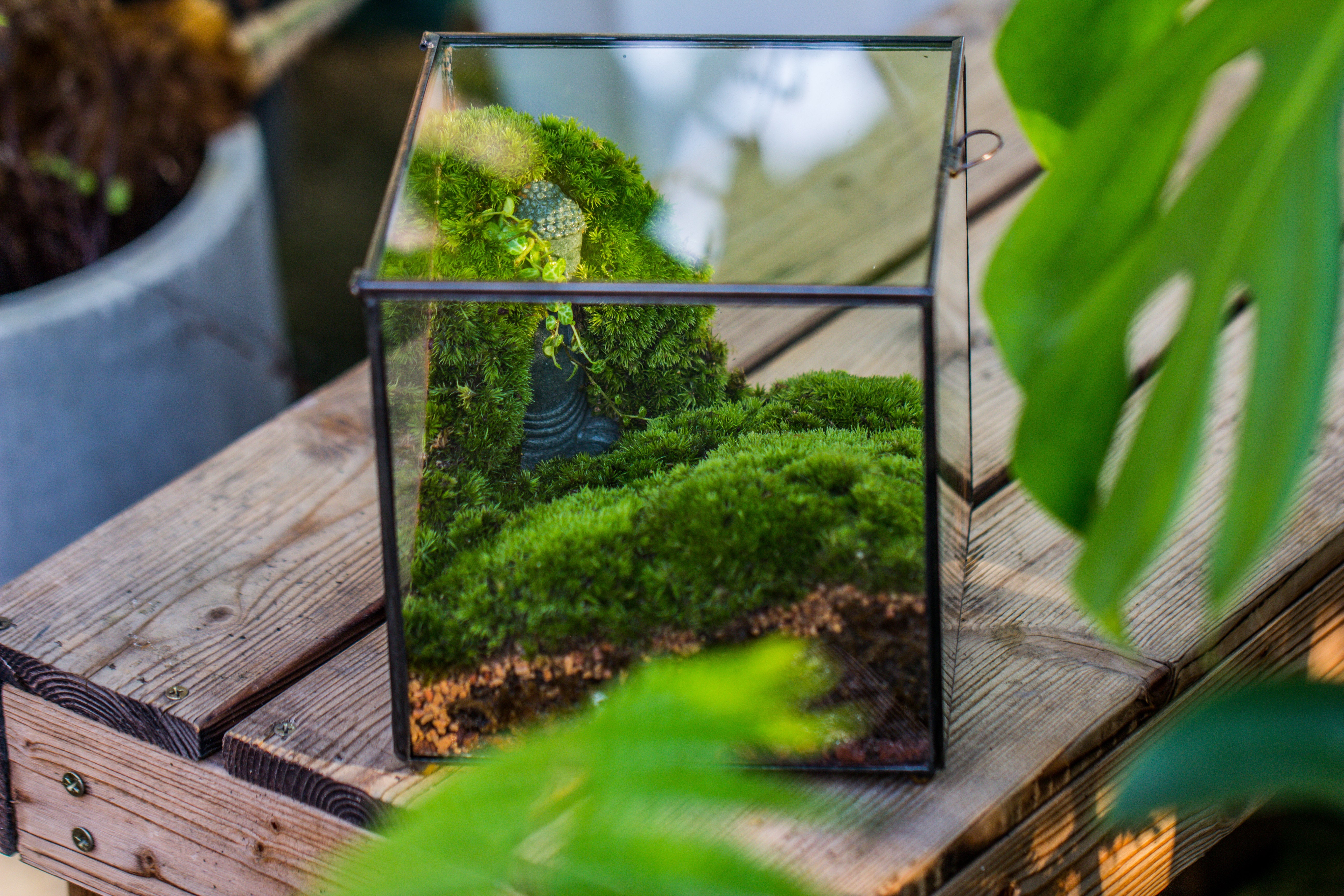 Buddha Moss Terrarium DIY set Glass Terrarium with Door, Tin Sealed Cube 5.9 inches - NCYPgarden