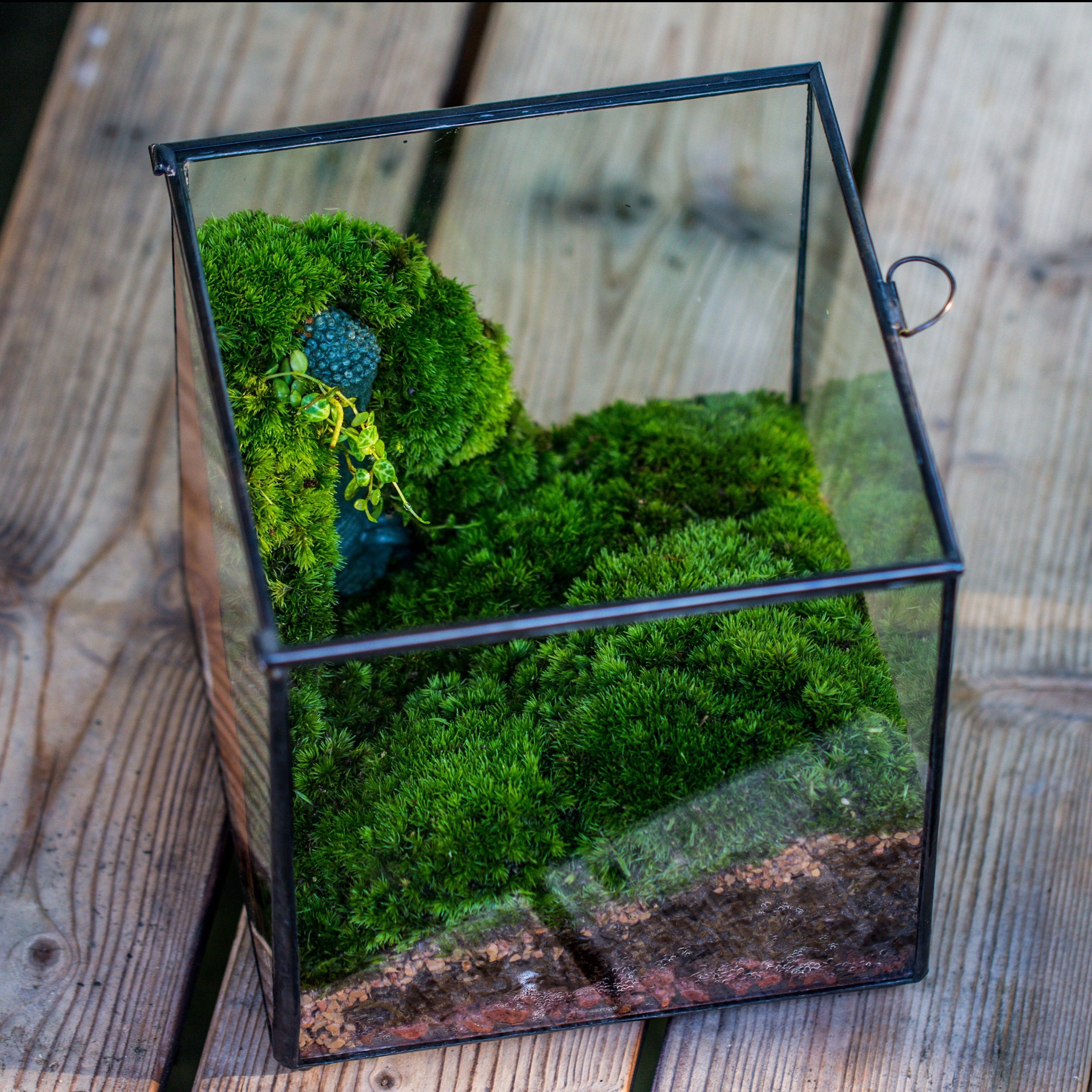 Buddha Moss Terrarium DIY set Glass Terrarium with Door, Tin Sealed Cube 5.9 inches - NCYPgarden