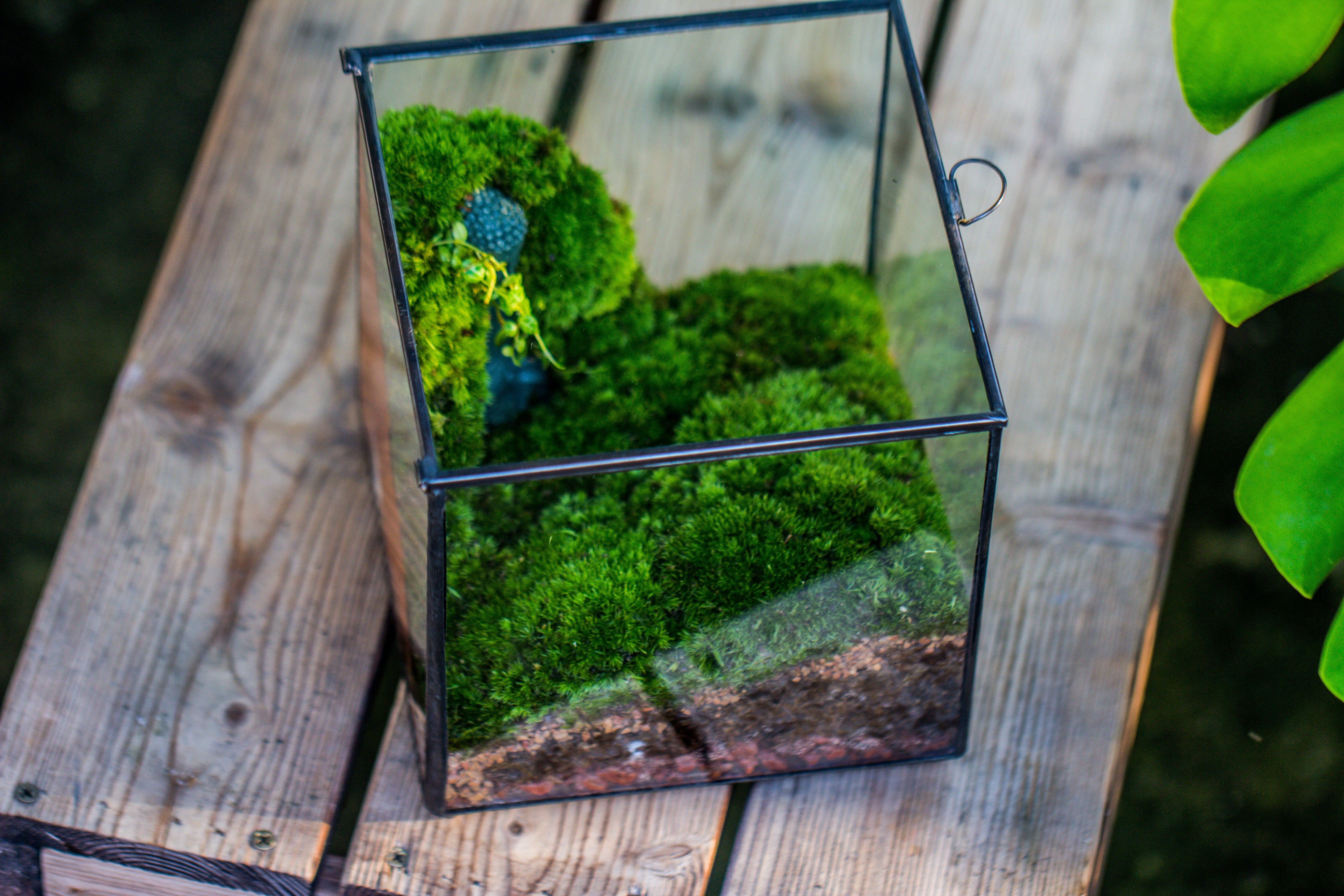 Buddha Moss Terrarium DIY set Glass Terrarium with Door, Tin Sealed Cube 5.9 inches - NCYPgarden