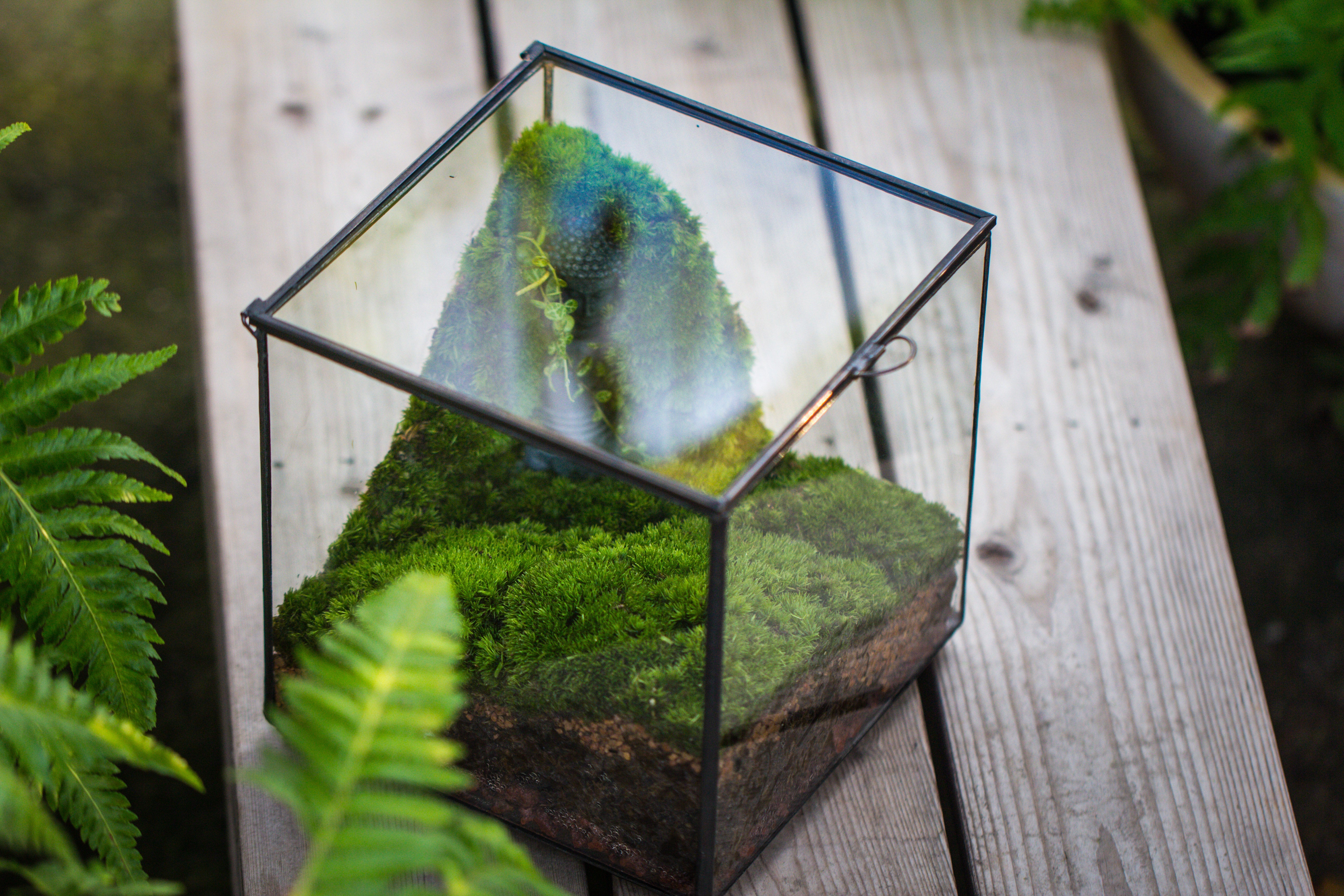 Buddha Moss Terrarium DIY set Glass Terrarium with Door, Tin Sealed Cube 5.9 inches - NCYPgarden