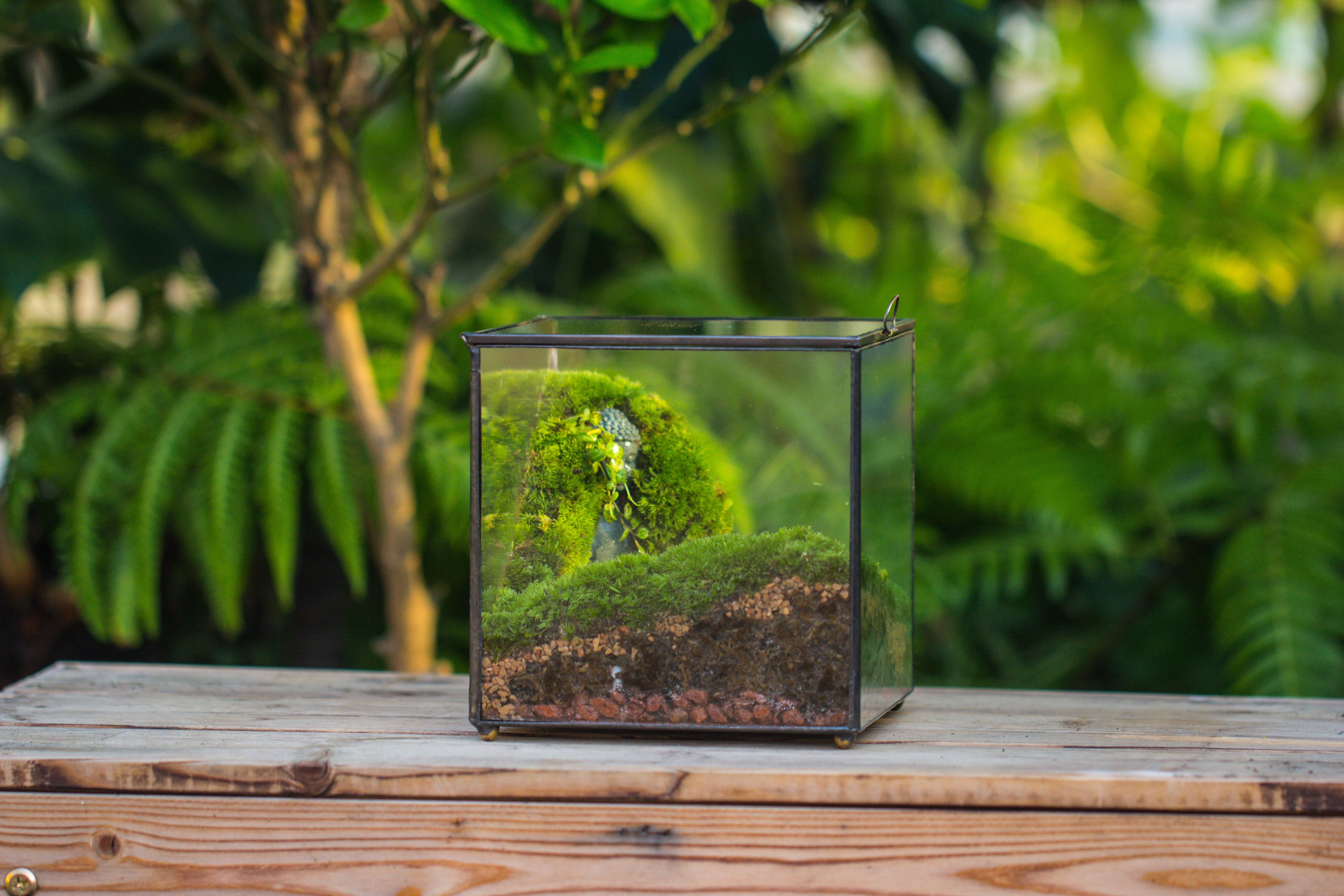 Buddha Moss Terrarium DIY set Glass Terrarium with Door, Tin Sealed Cube 5.9 inches - NCYPgarden