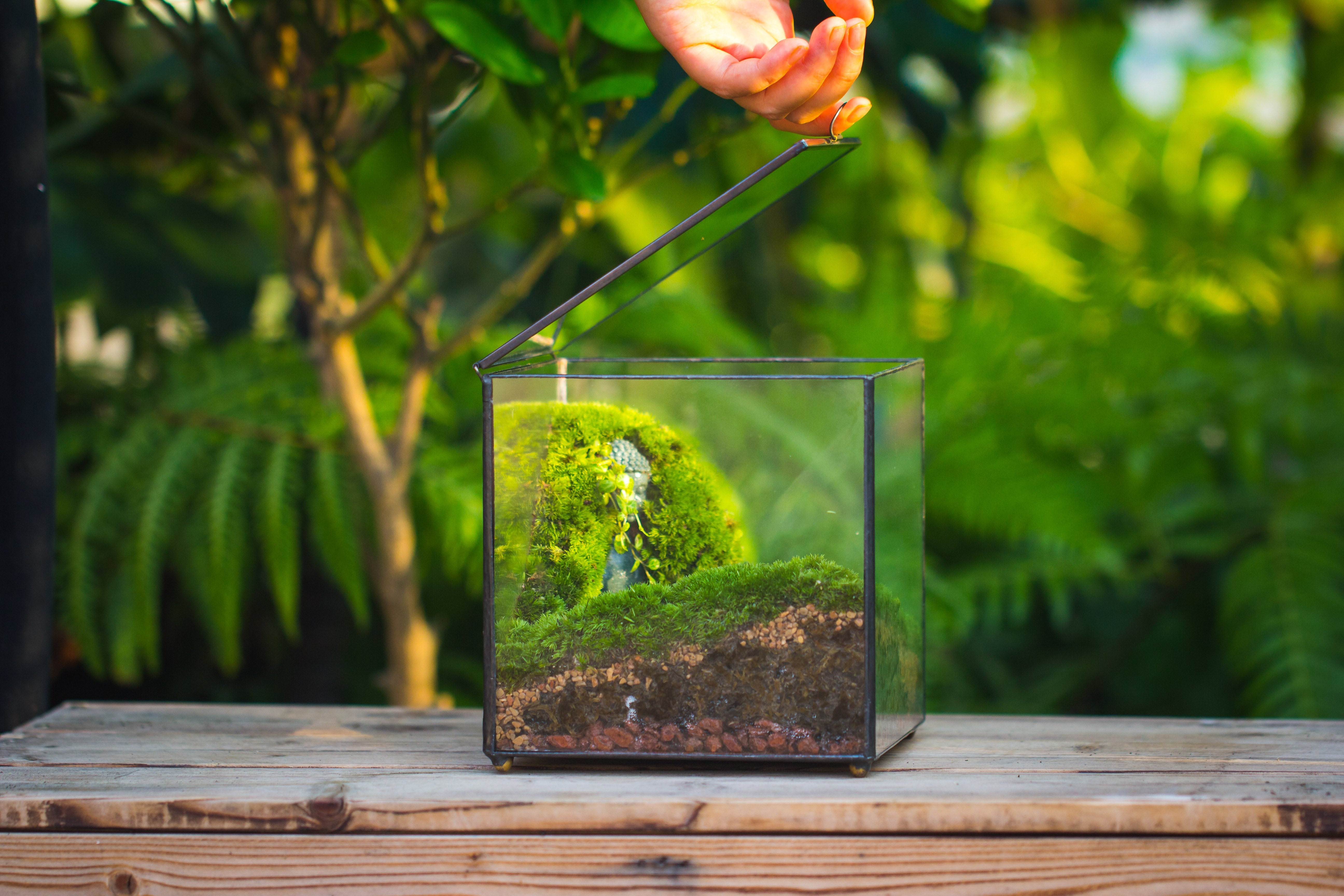 Buddha Moss Terrarium DIY set Glass Terrarium with Door, Tin Sealed Cube 5.9 inches - NCYPgarden