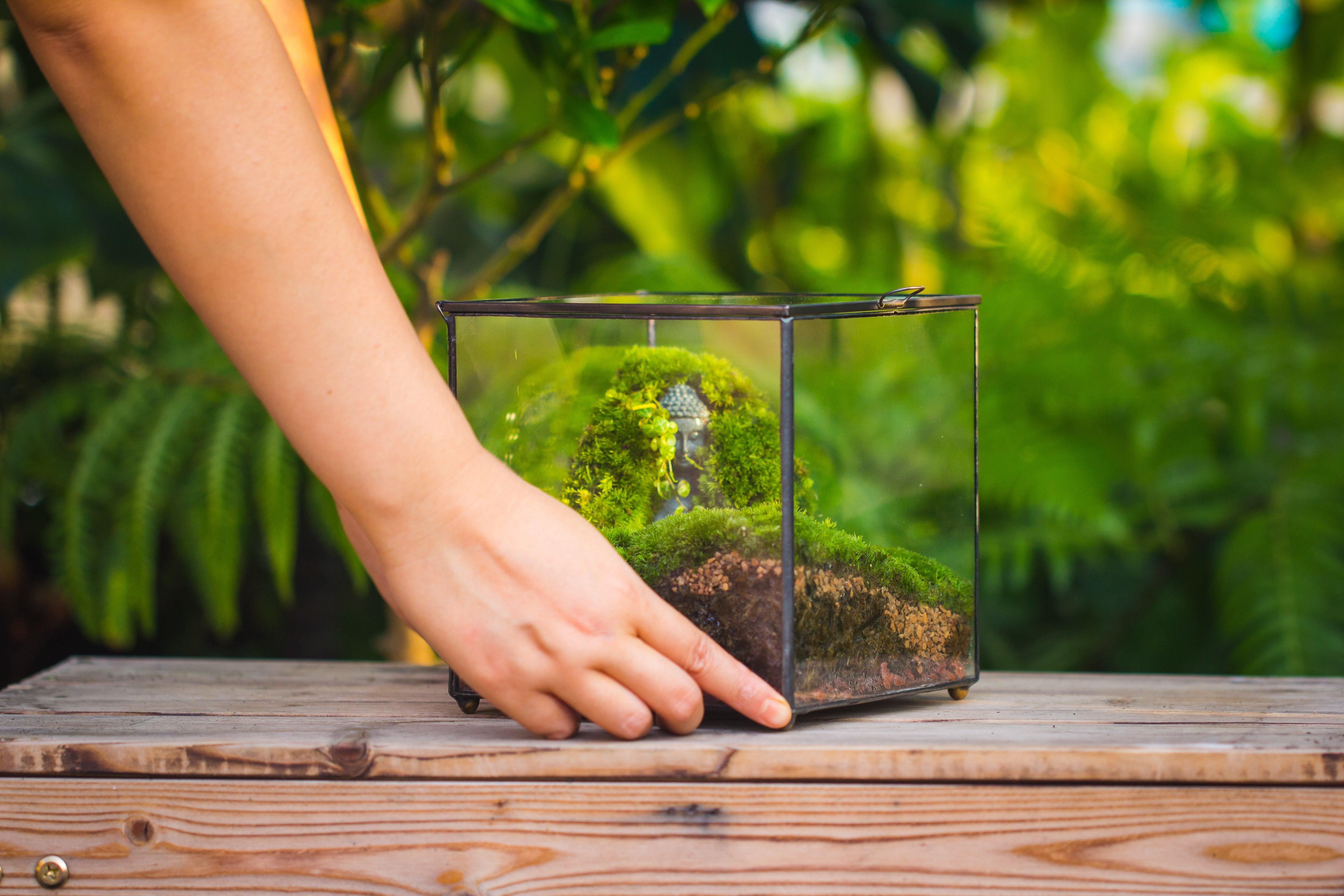 Buddha Moss Terrarium DIY set Glass Terrarium with Door, Tin Sealed Cube 5.9 inches - NCYPgarden