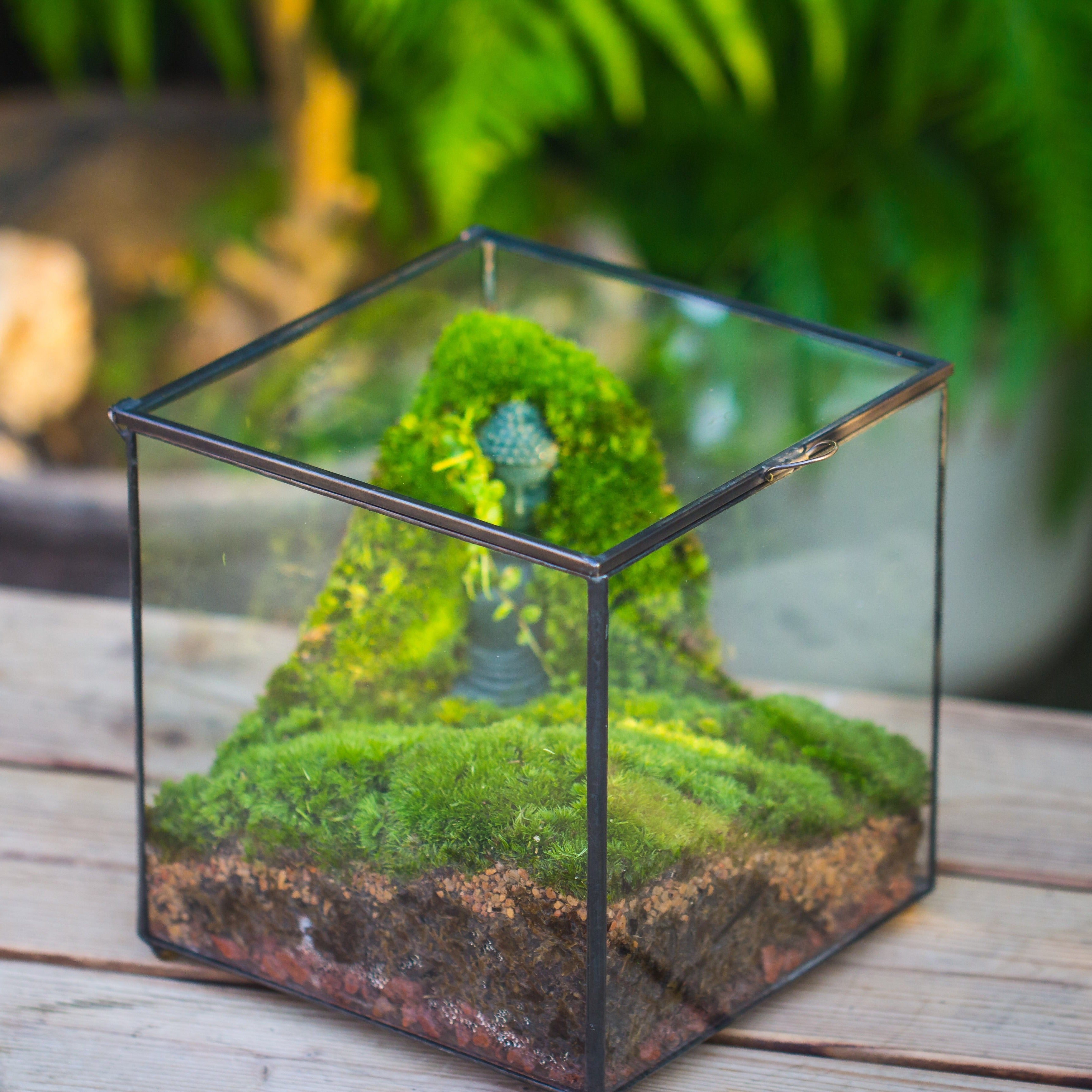 Buddha Moss Terrarium DIY set Glass Terrarium with Door, Tin Sealed Cube 5.9 inches - NCYPgarden