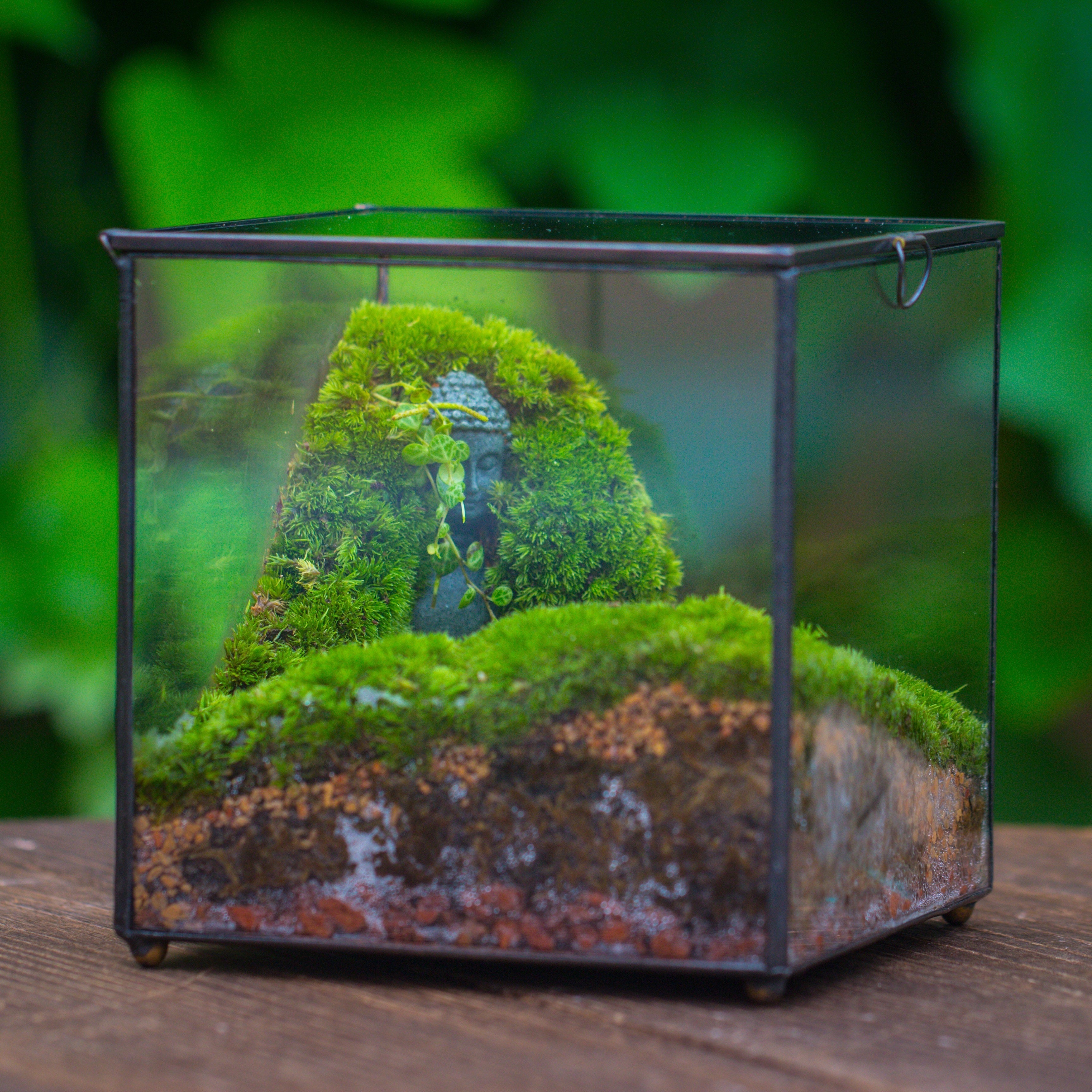 Buddha Moss Terrarium DIY set Glass Terrarium with Door, Tin Sealed Cube 5.9 inches - NCYPgarden