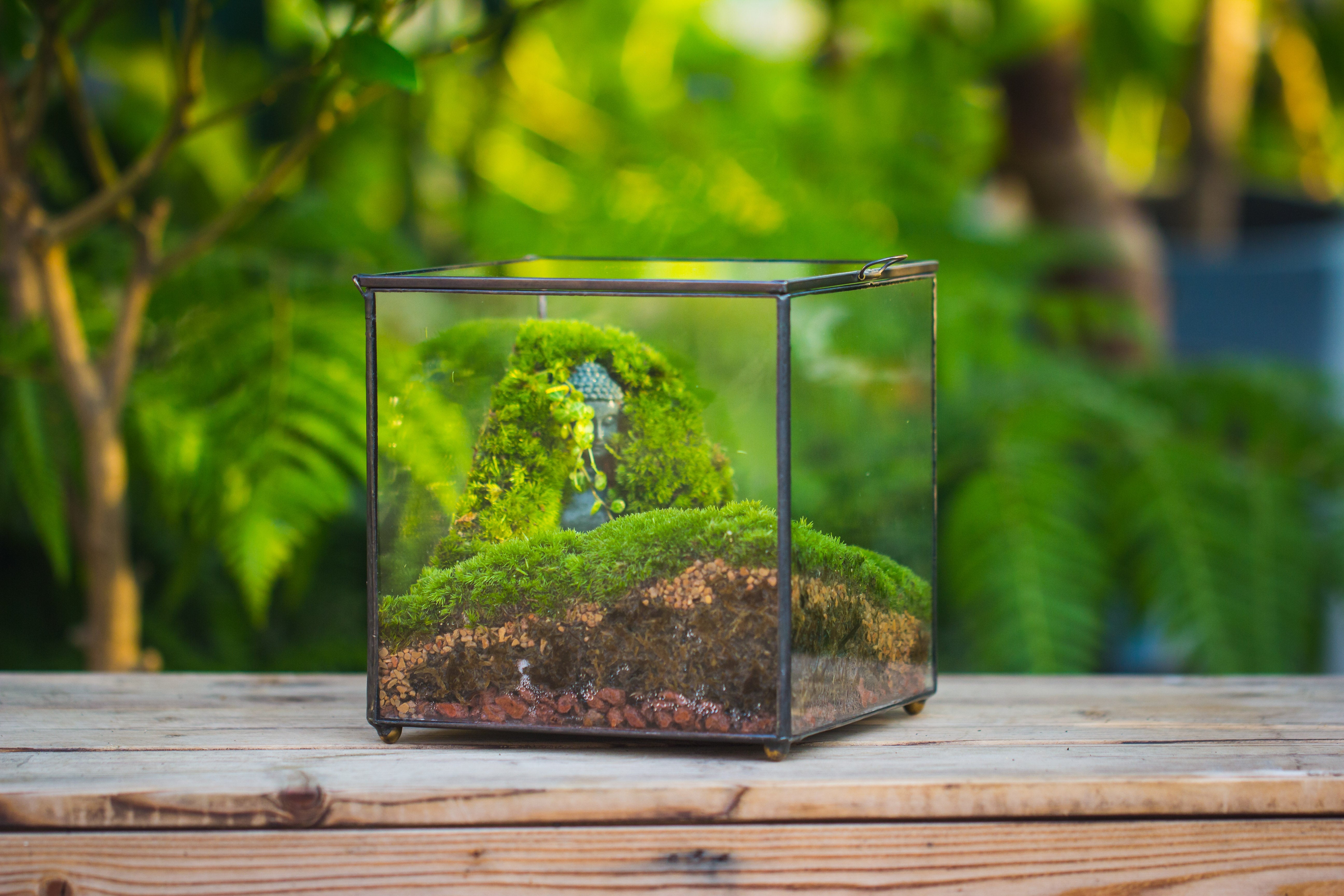 Buddha Moss Terrarium DIY set Glass Terrarium with Door, Tin Sealed Cube 5.9 inches - NCYPgarden