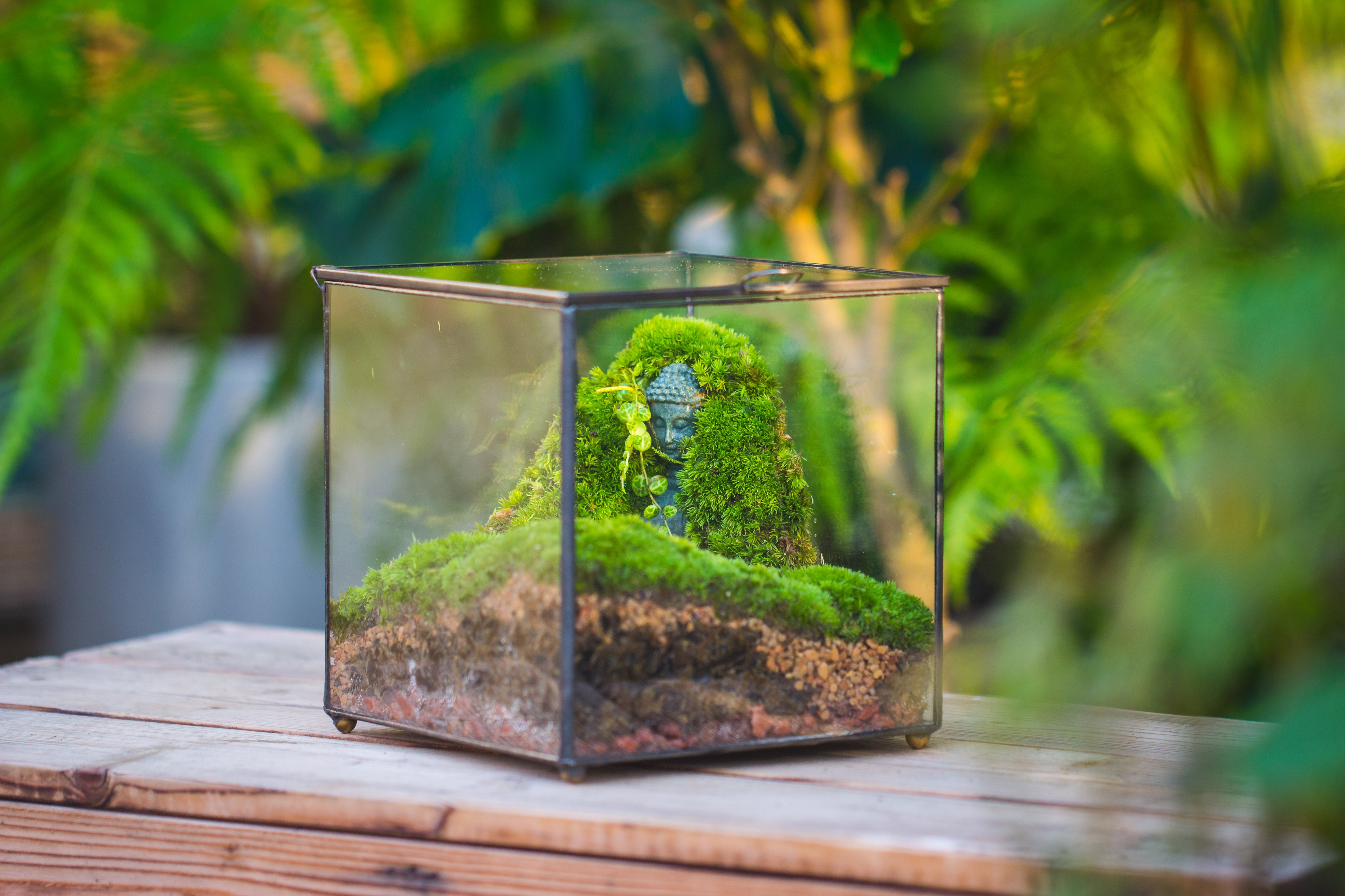 Buddha Moss Terrarium DIY set Glass Terrarium with Door, Tin Sealed Cube 5.9 inches - NCYPgarden