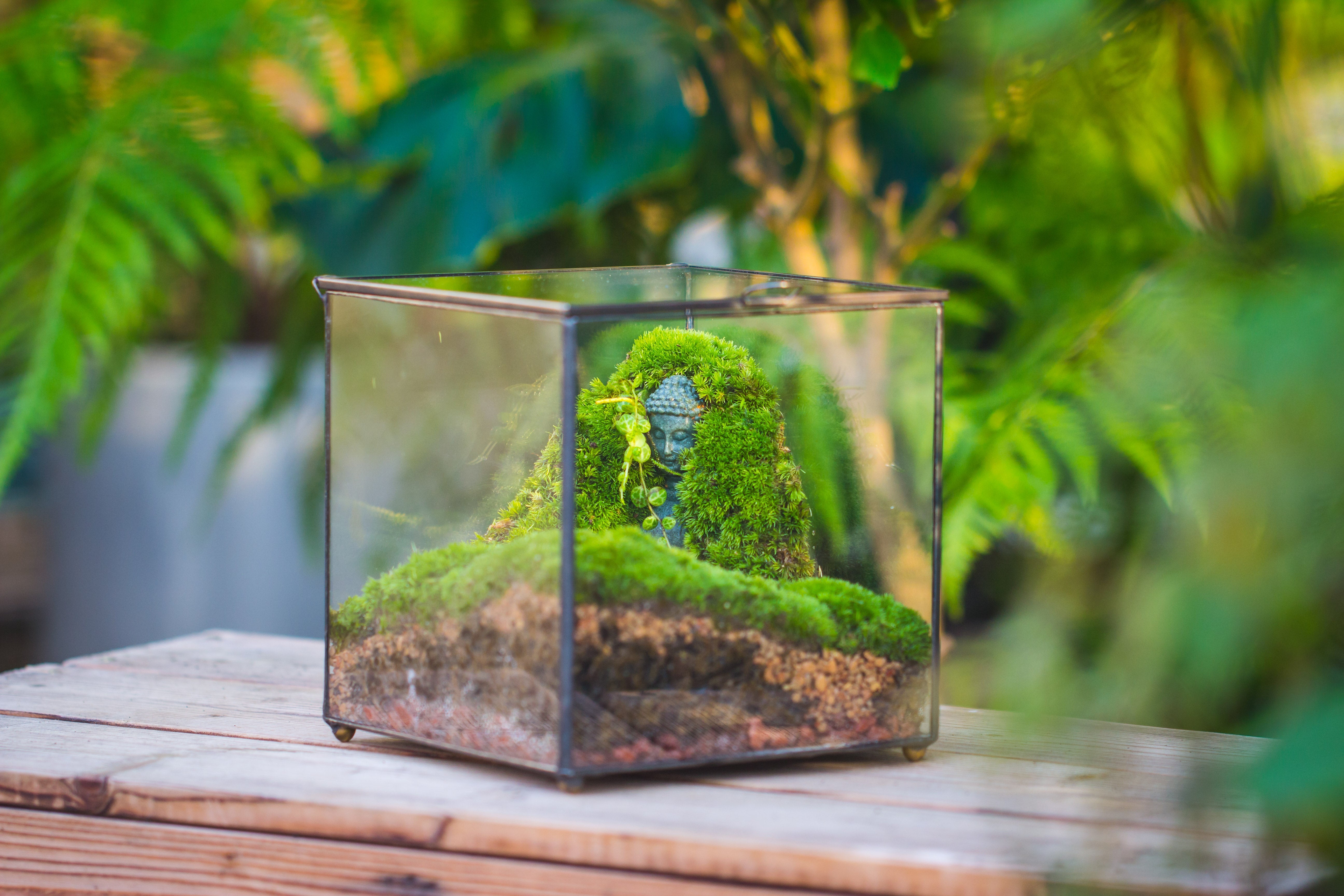 Buddha Moss Terrarium DIY set Glass Terrarium with Door, Tin Sealed Cube 5.9 inches - NCYPgarden