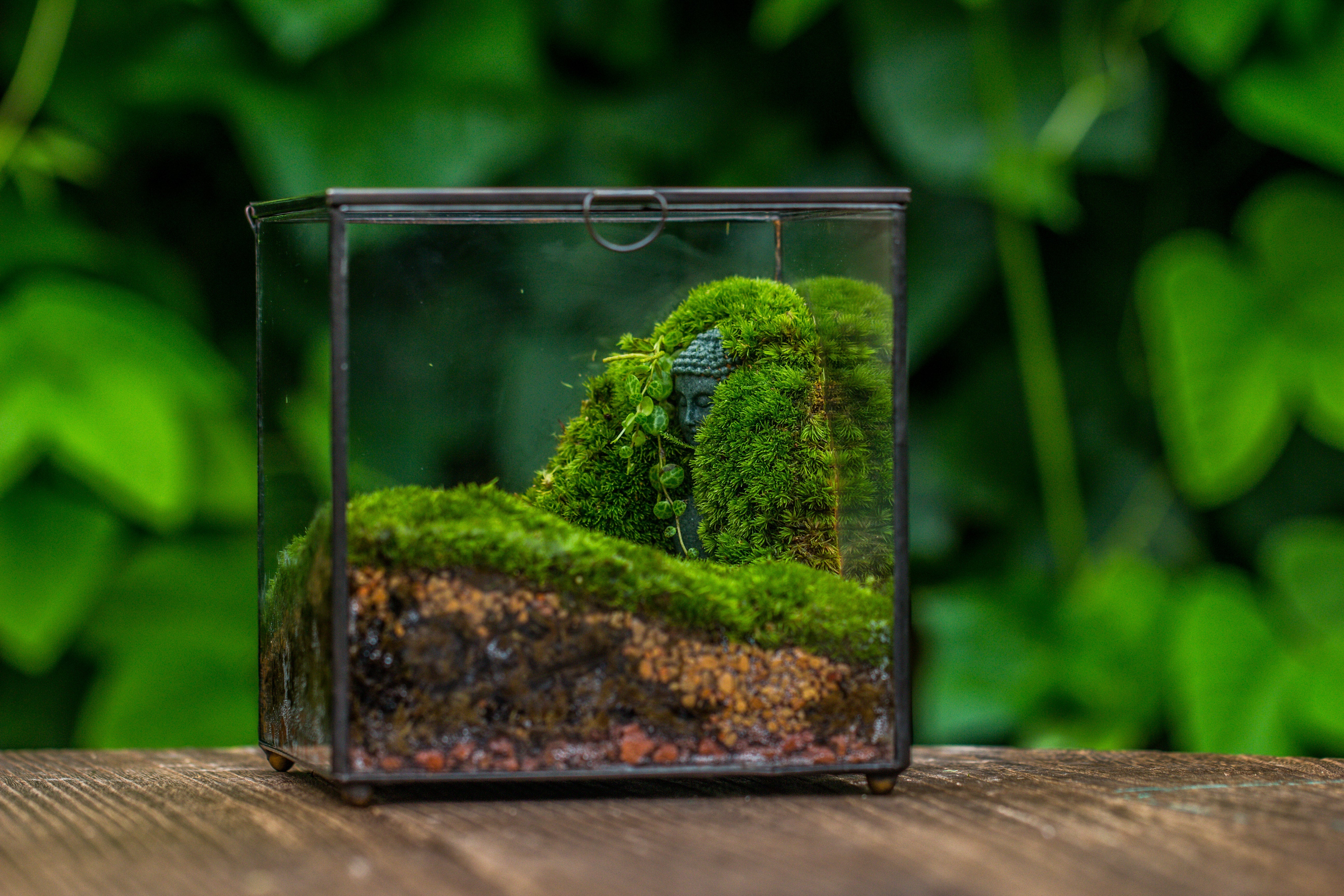 Buddha Moss Terrarium DIY set Glass Terrarium with Door, Tin Sealed Cube 5.9 inches - NCYPgarden