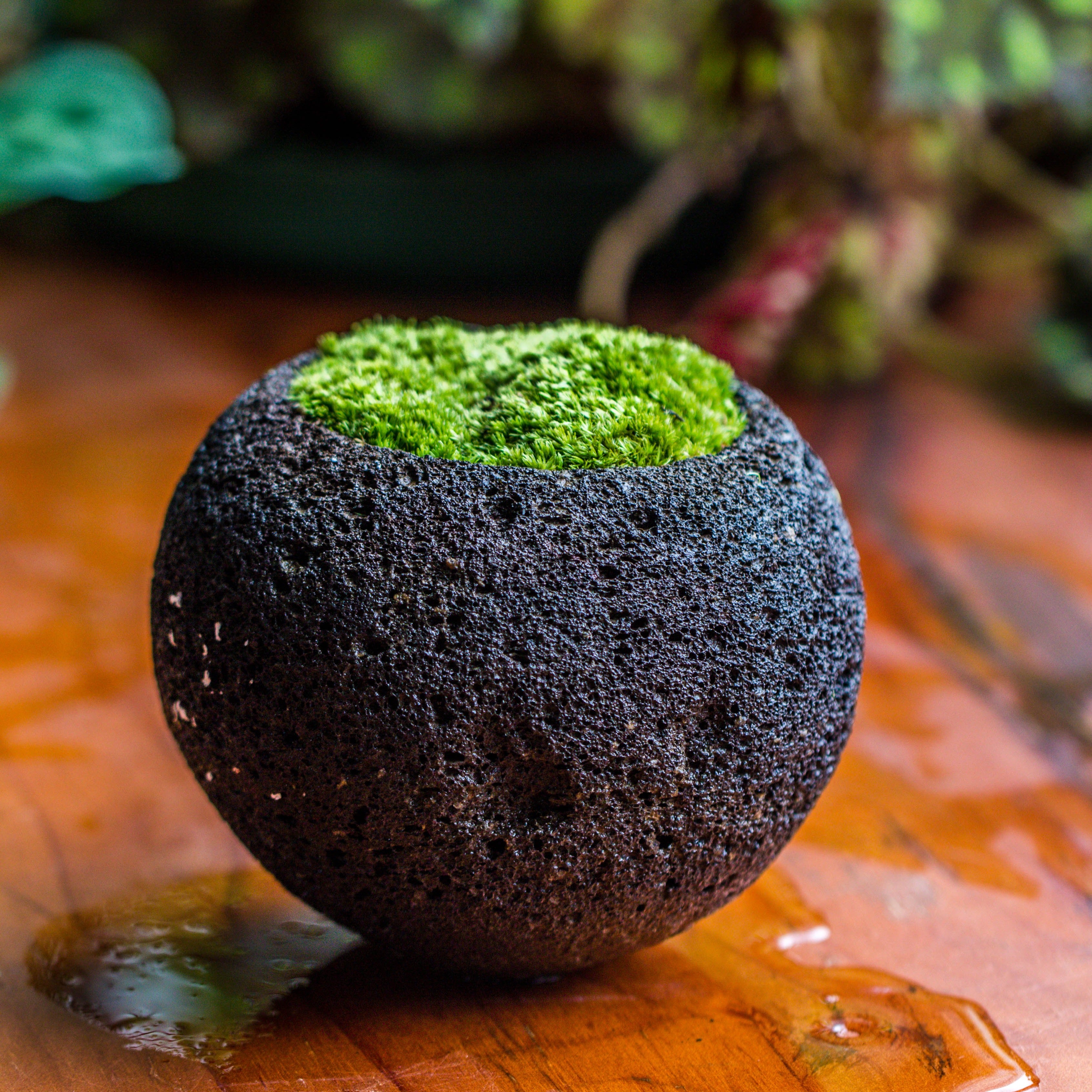 DIY set 12cm / 4.7" Round Horticultural Lava Rock Volcanic Rock Planter and moss planting kit - NCYPgarden