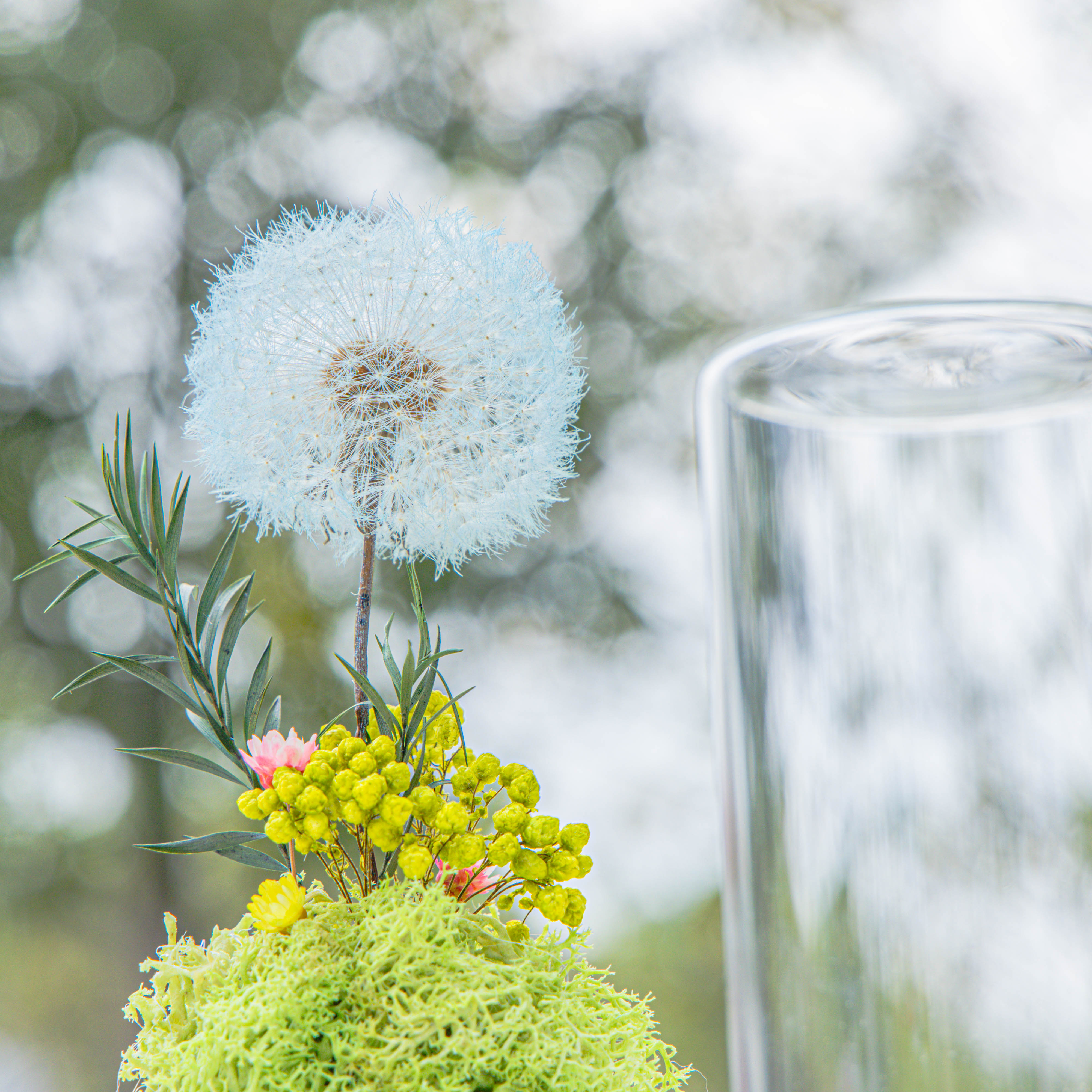 Sky Blue Presered Dandelion Set 3 pcs Dried Flowers, DIY Material for Bouquet - NCYPgarden