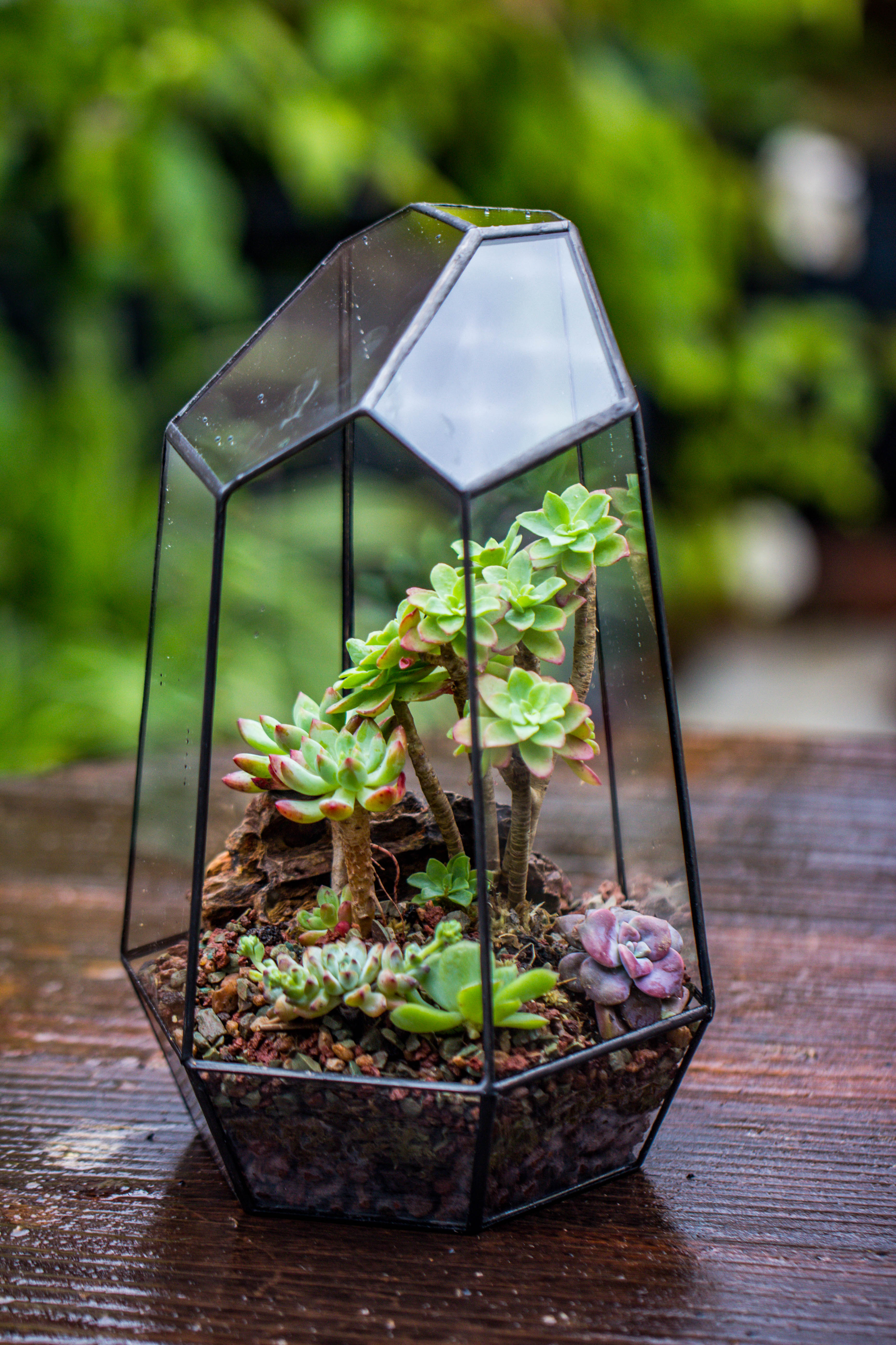 Handmade Irregular Tall Black Glass Geometric Terrarium Various Size for Succulents Moss Airplants - NCYPgarden