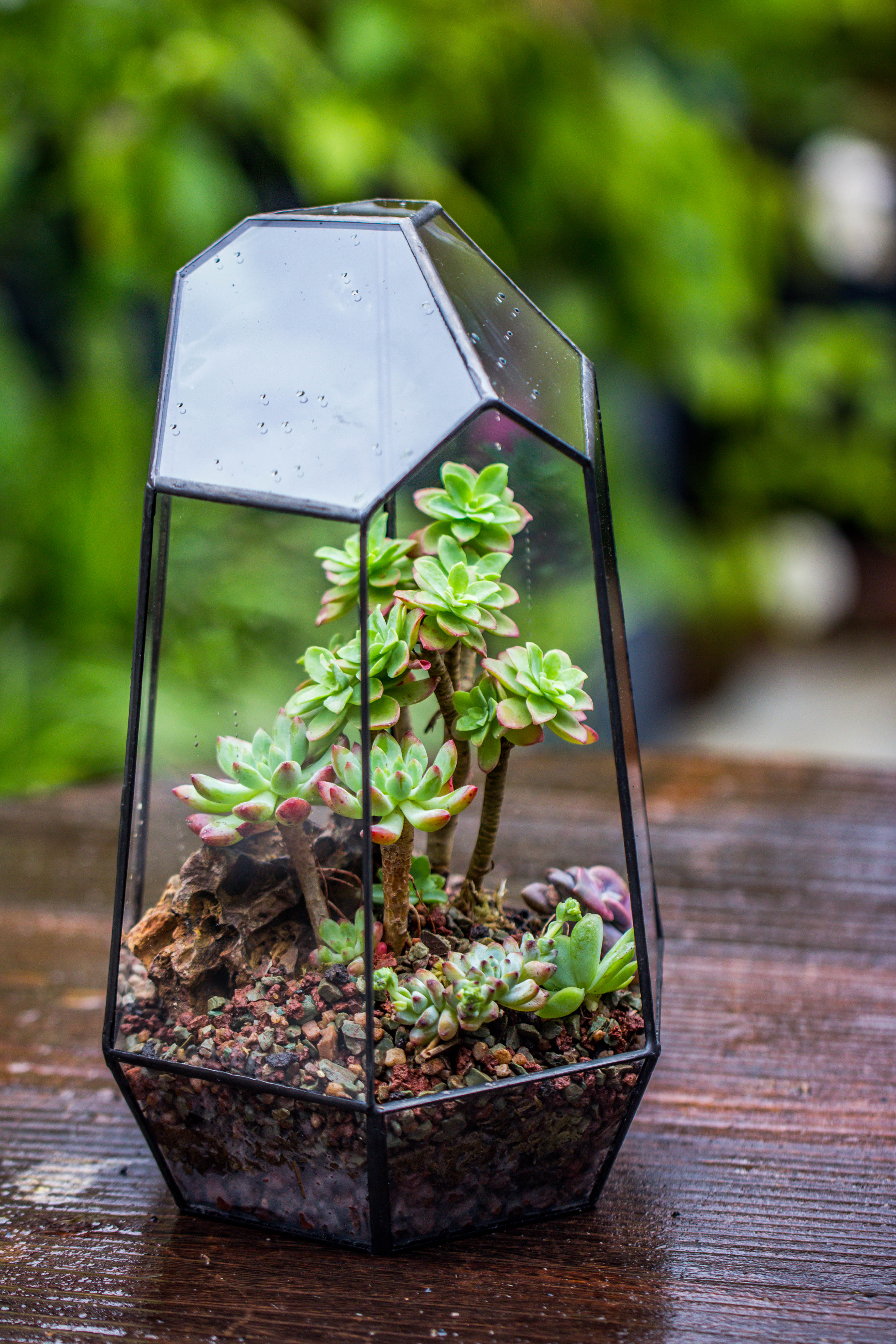 Handmade Irregular Tall Black Glass Geometric Terrarium Various Size for Succulents Moss Airplants - NCYPgarden