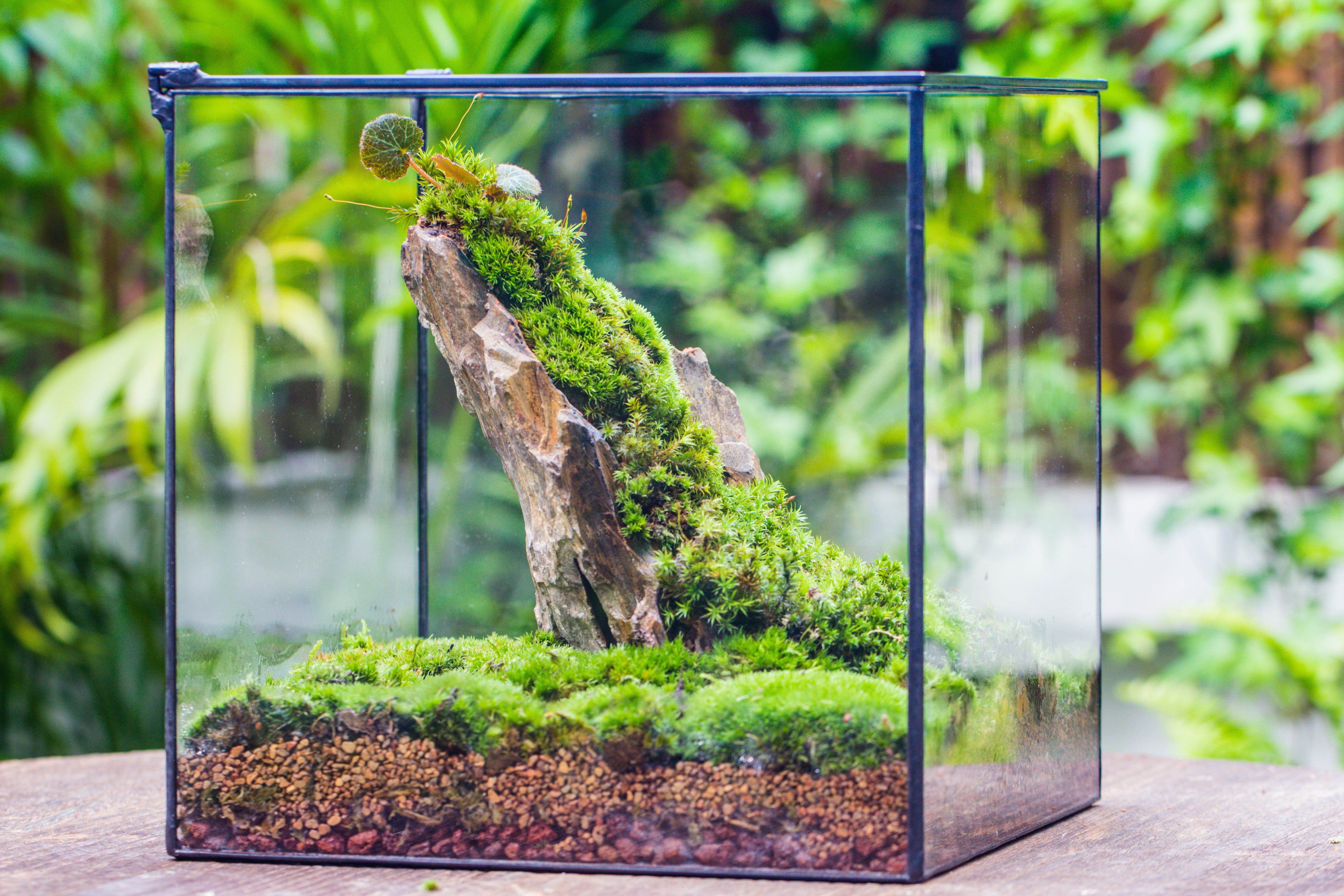 NCYP Basic Rectangle Close Geometric Glass Tin Terrarium, Planter  Multiple Size for Moss Wall, Fern, Landscape multiple size, No plants - NCYPgarden