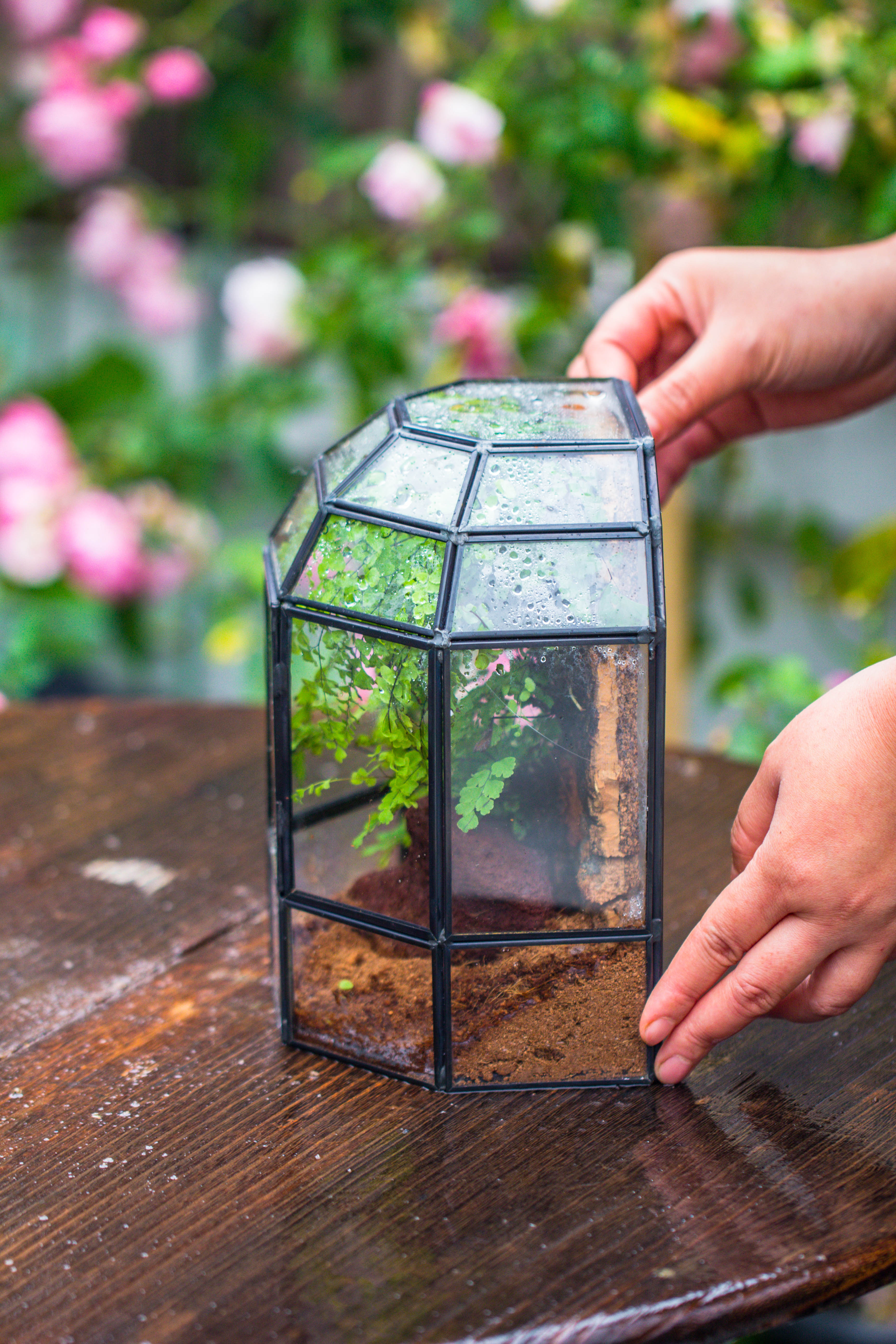 NCYP Half Dome Geometric Glass Terrarium Round, Closed Succulents Planter Pot Miniature Landscape Bonsai Container - NCYPgarden