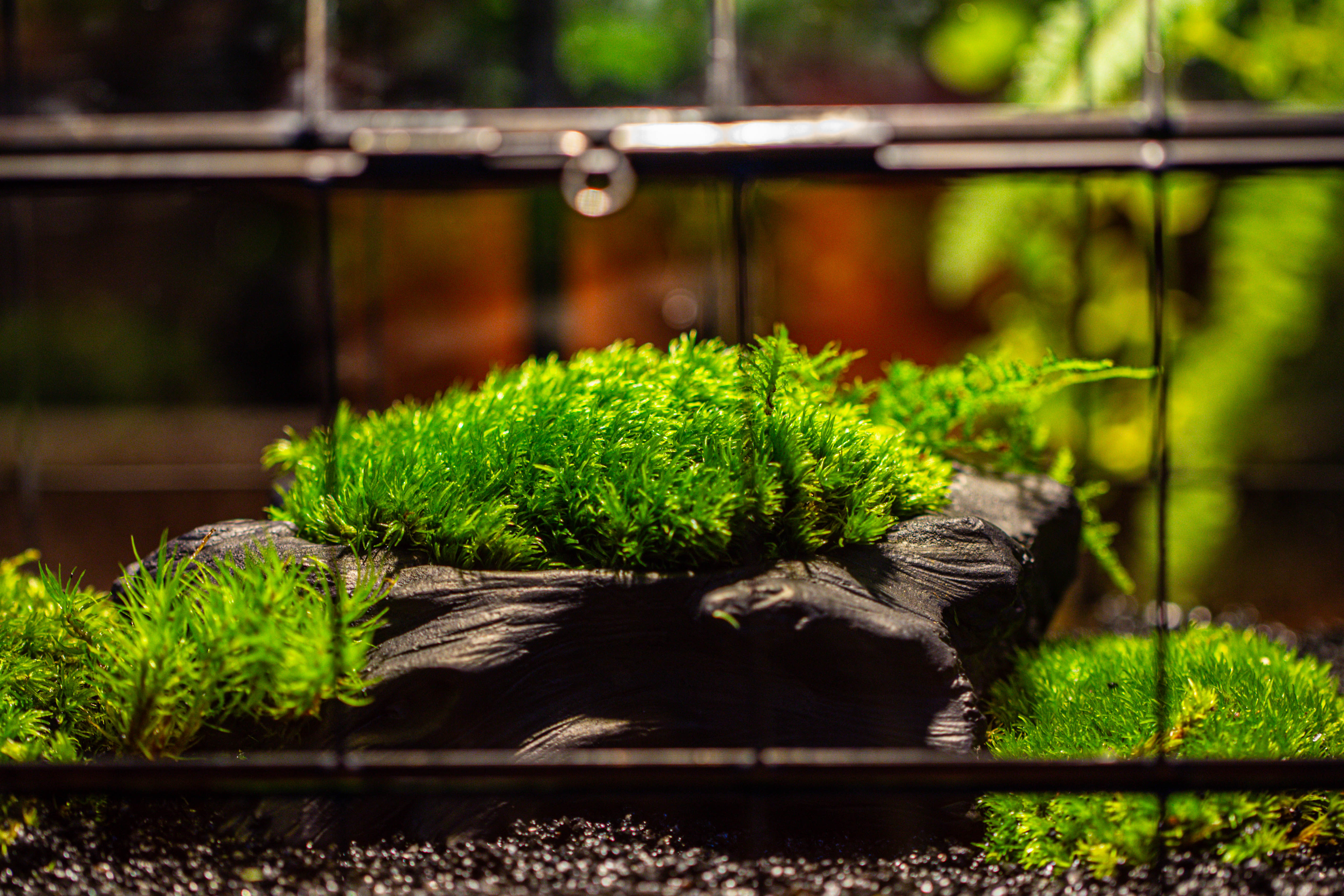 Black Theme Moss and  Black Tree Stump Vintage Greenhgouse  Tin and Glass Terrarium Kit - NCYPgarden