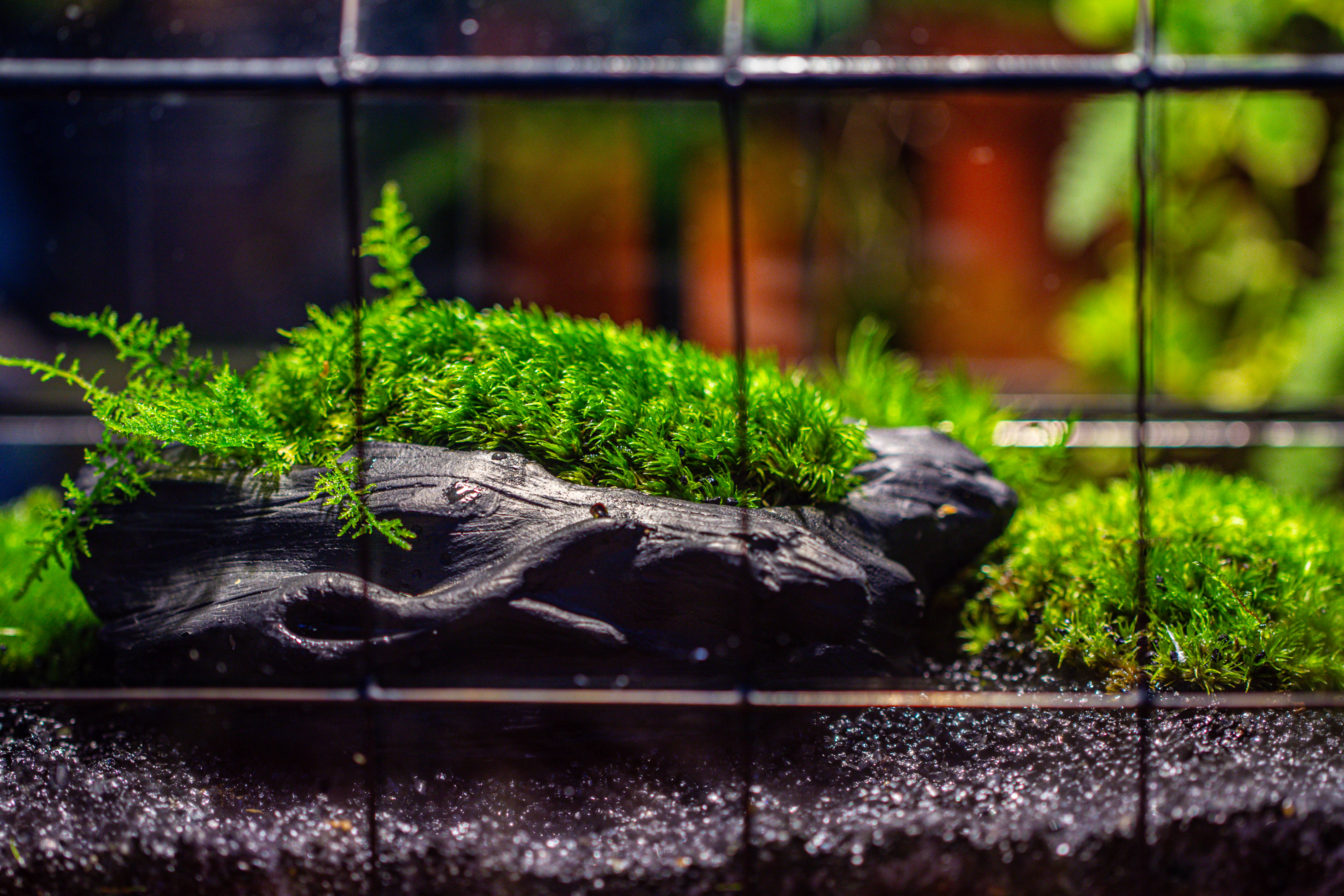 Black Theme Moss and  Black Tree Stump Vintage Greenhgouse  Tin and Glass Terrarium Kit - NCYPgarden