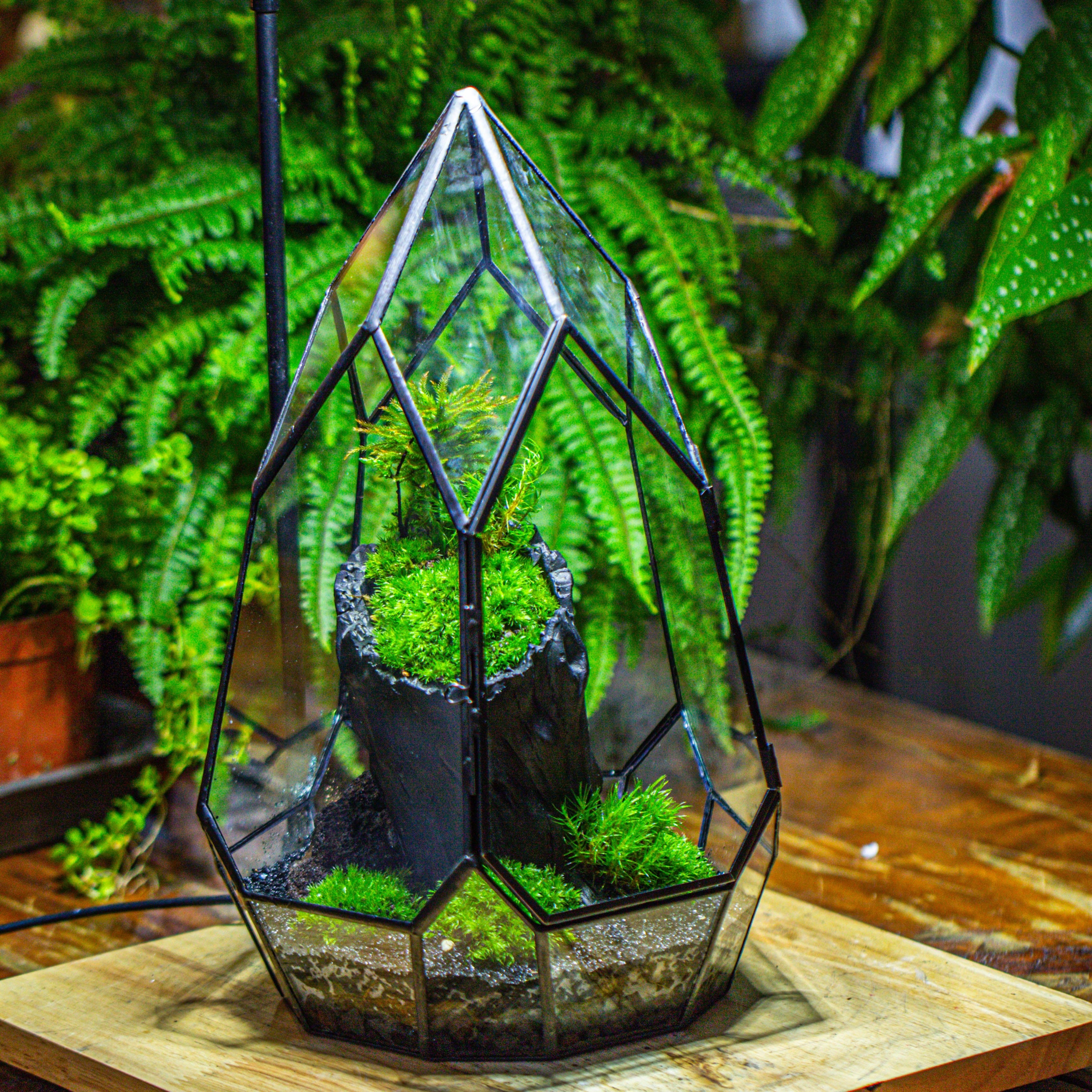 NCYP Irregular Close Geometric Glass Terrarium with door Tall Teardrop Container Moss Terrarium DIY Building Kit - NCYPgarden