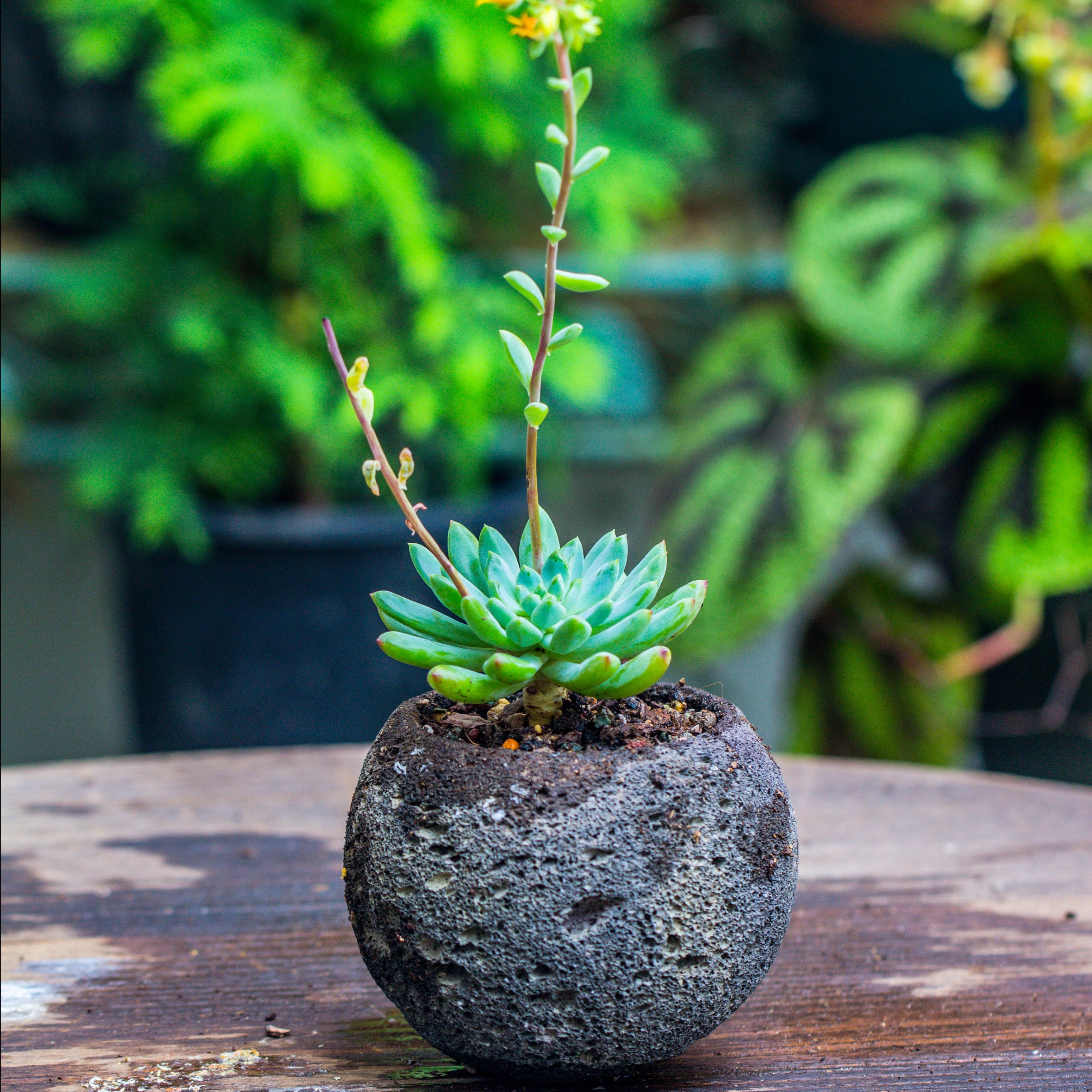 8cm / 3.1" Round Red Horticultural Lava Rock Volcanic Rock Planter for succulents, moss, tropical palants, terrariums - NCYPgarden