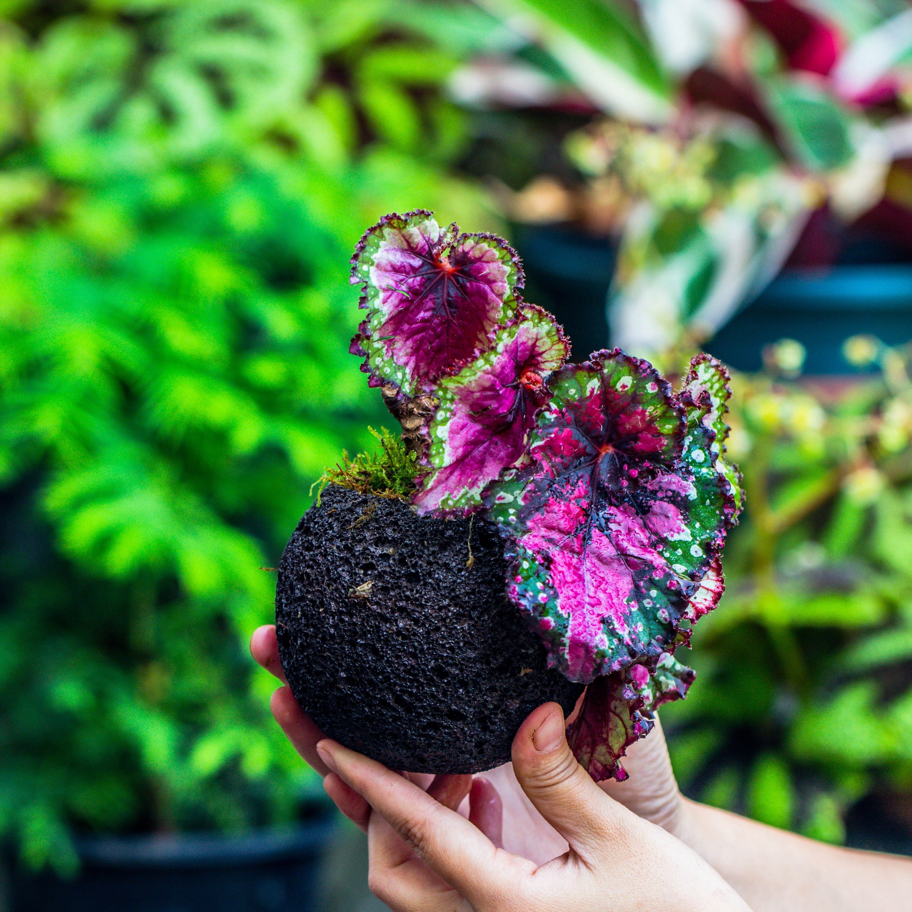 10cm / 3.7" Round Red Horticultural Lava Rock Volcanic Rock Planter for succulents, moss, tropical palants, terrariums - NCYPgarden