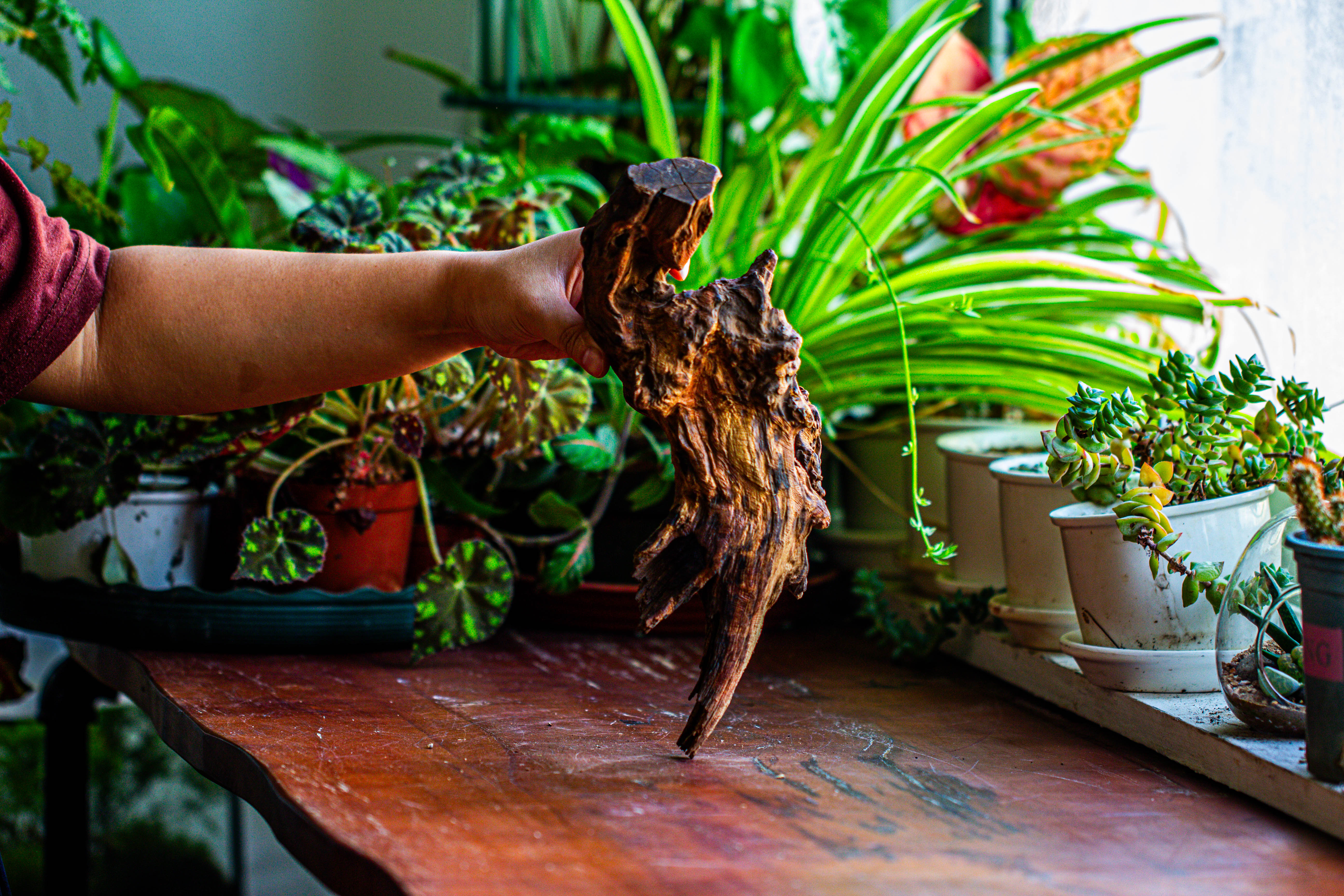 Natural driftwood for moss terrarium, miniature, micro landscape, unique  12-11, suitable for both live and preserved moss - NCYPgarden