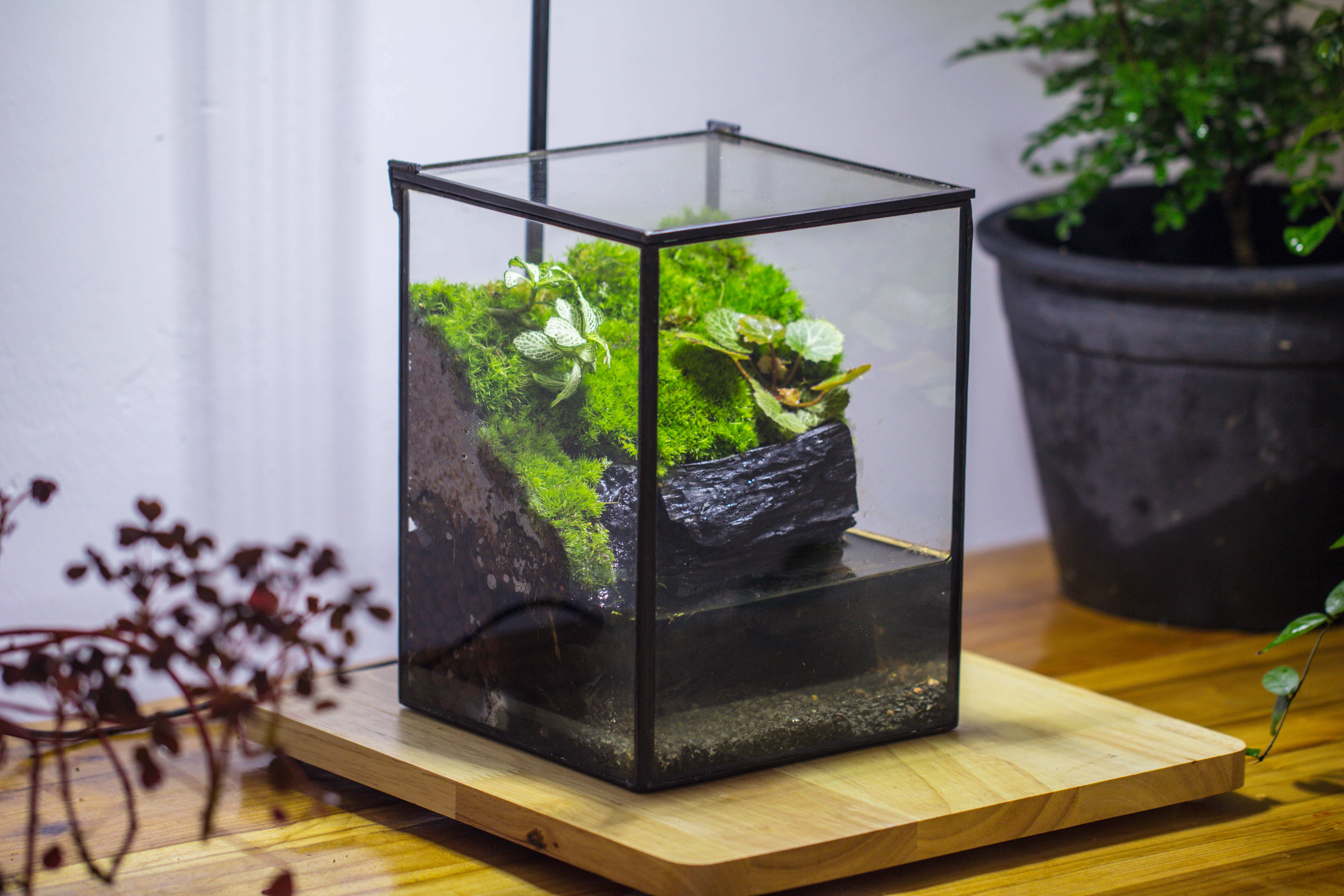 Porous Black Horticultural Lava Rocks, for terrarium drainage control, the bottom layer of the moss terrarium - NCYPgarden