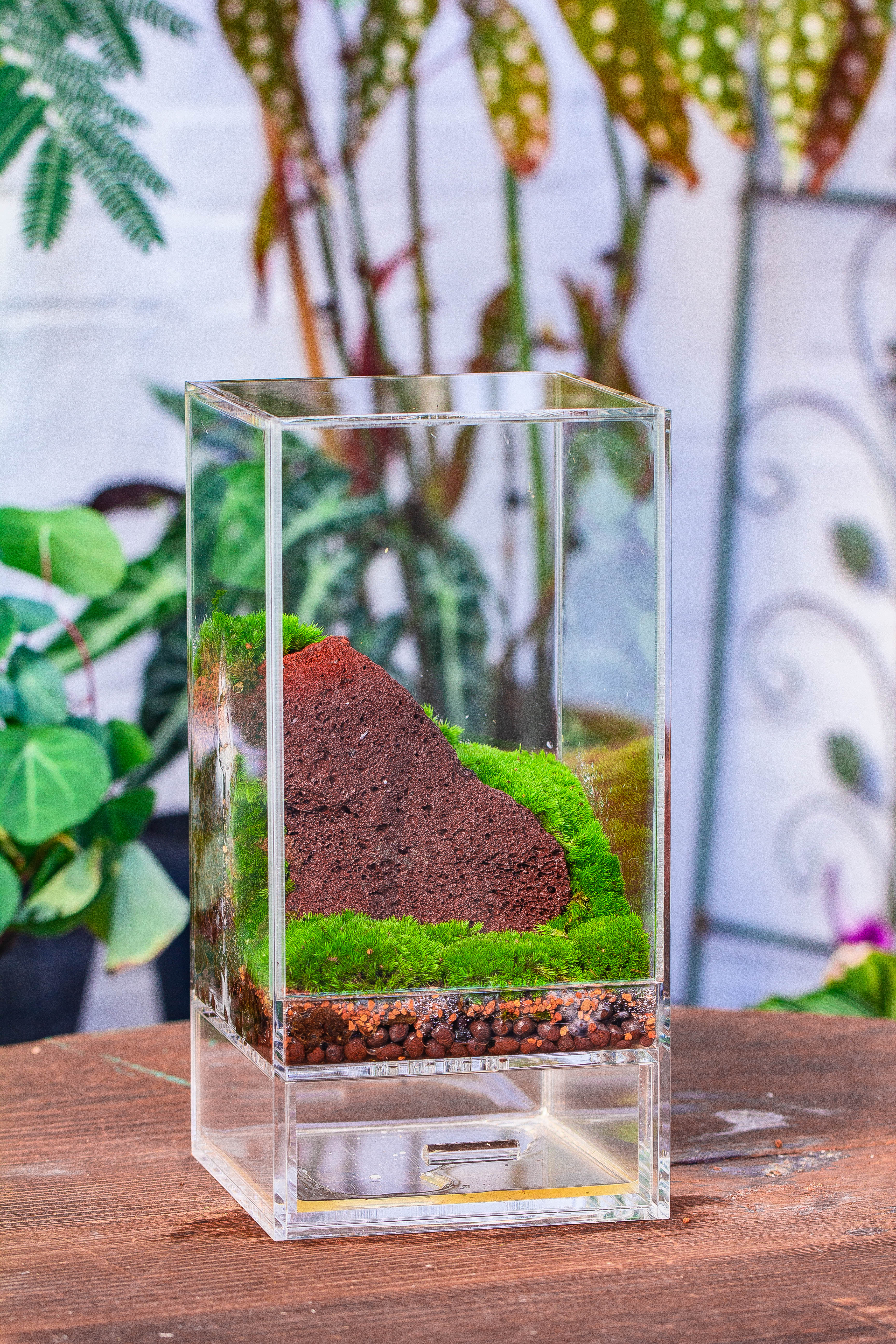 NCYP Acrylic Close terrarium with drainage bottom, suits for Fly Trap, Pitcher Plants, Moss Ball, Nursery, Small tropical Plants - NCYPgarden