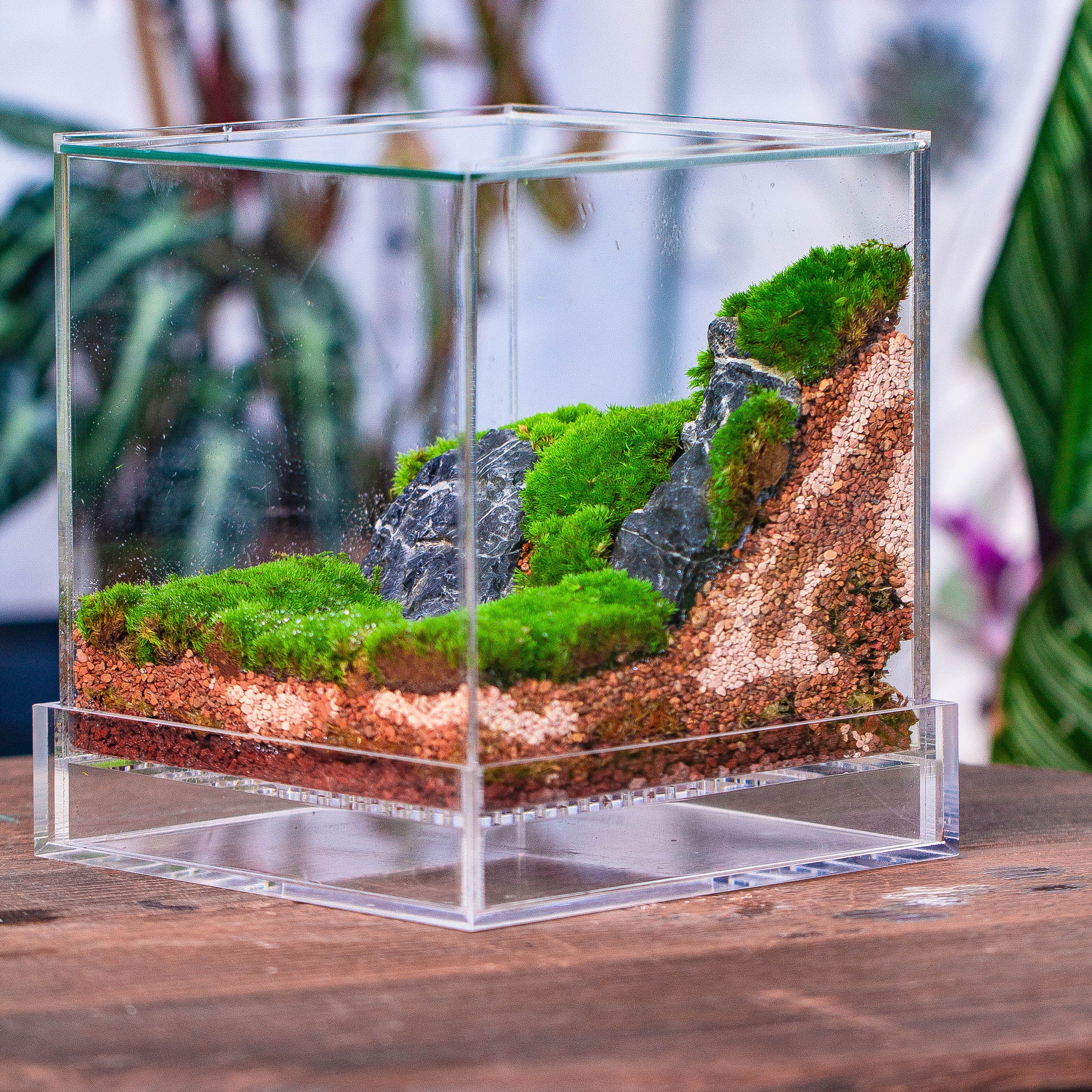 Basic Moss terrarium planting KIT, suitable for Terrarium, moss, fern, Orchid, Begonia, Small tropical - NCYPgarden