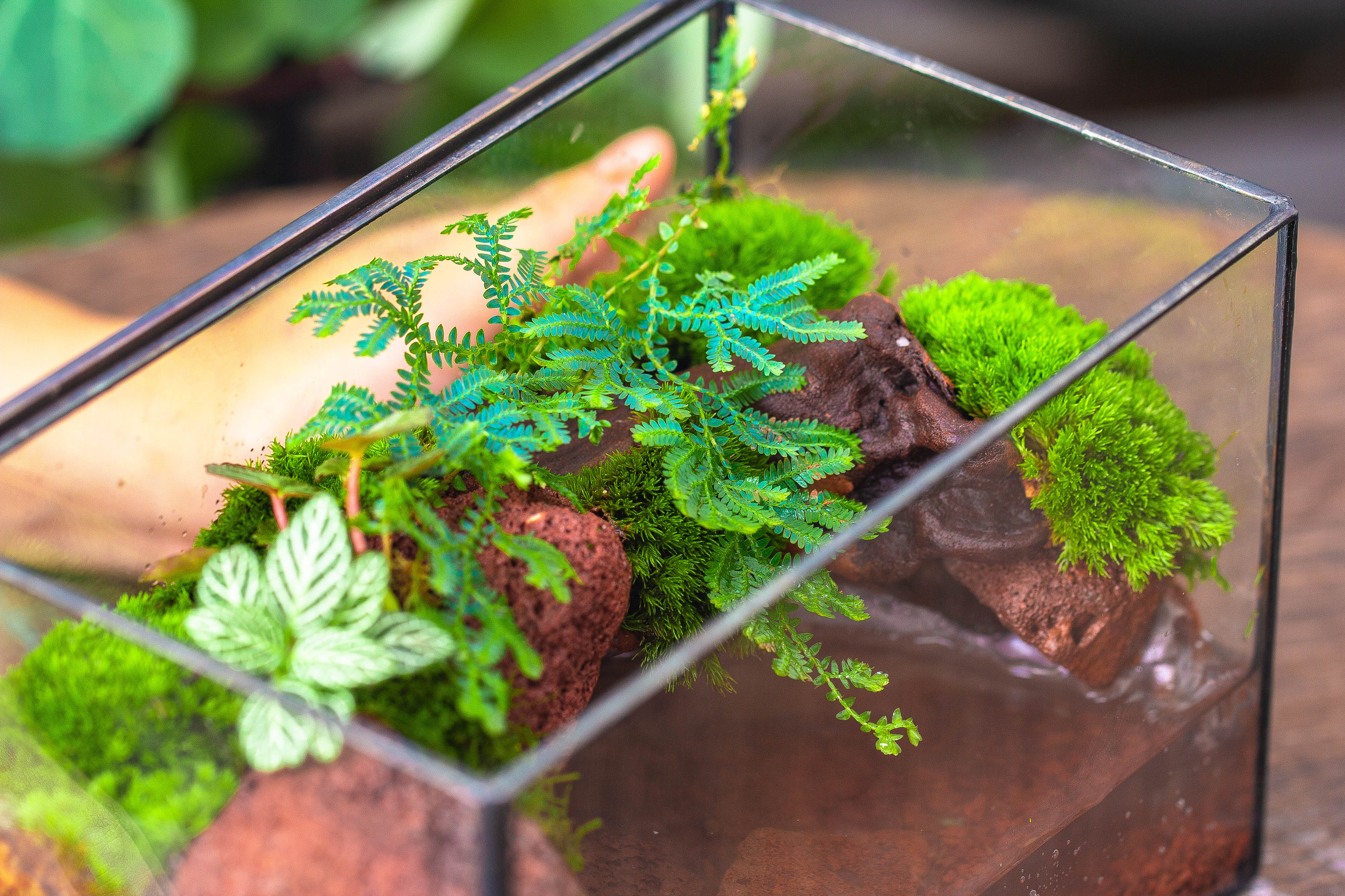 NCYP Watertight Close Rectangle Geometric Glass Tin Terrarium, for small waterpond, moss landscape, Live Miniature, water pond, landscape - NCYPgarden