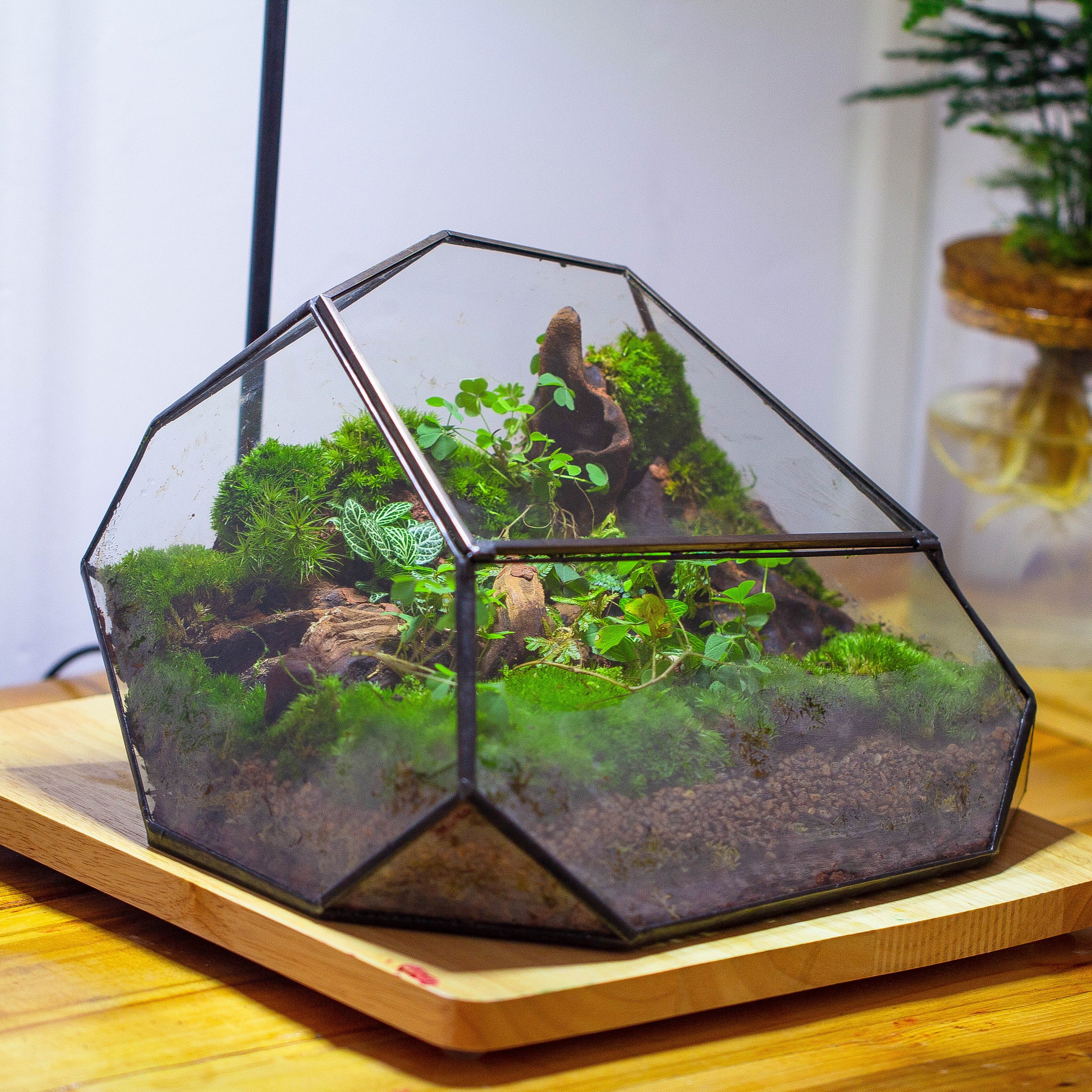 Irregular geometric rock shape glass and tin terrarium, for moss - NCYPgarden