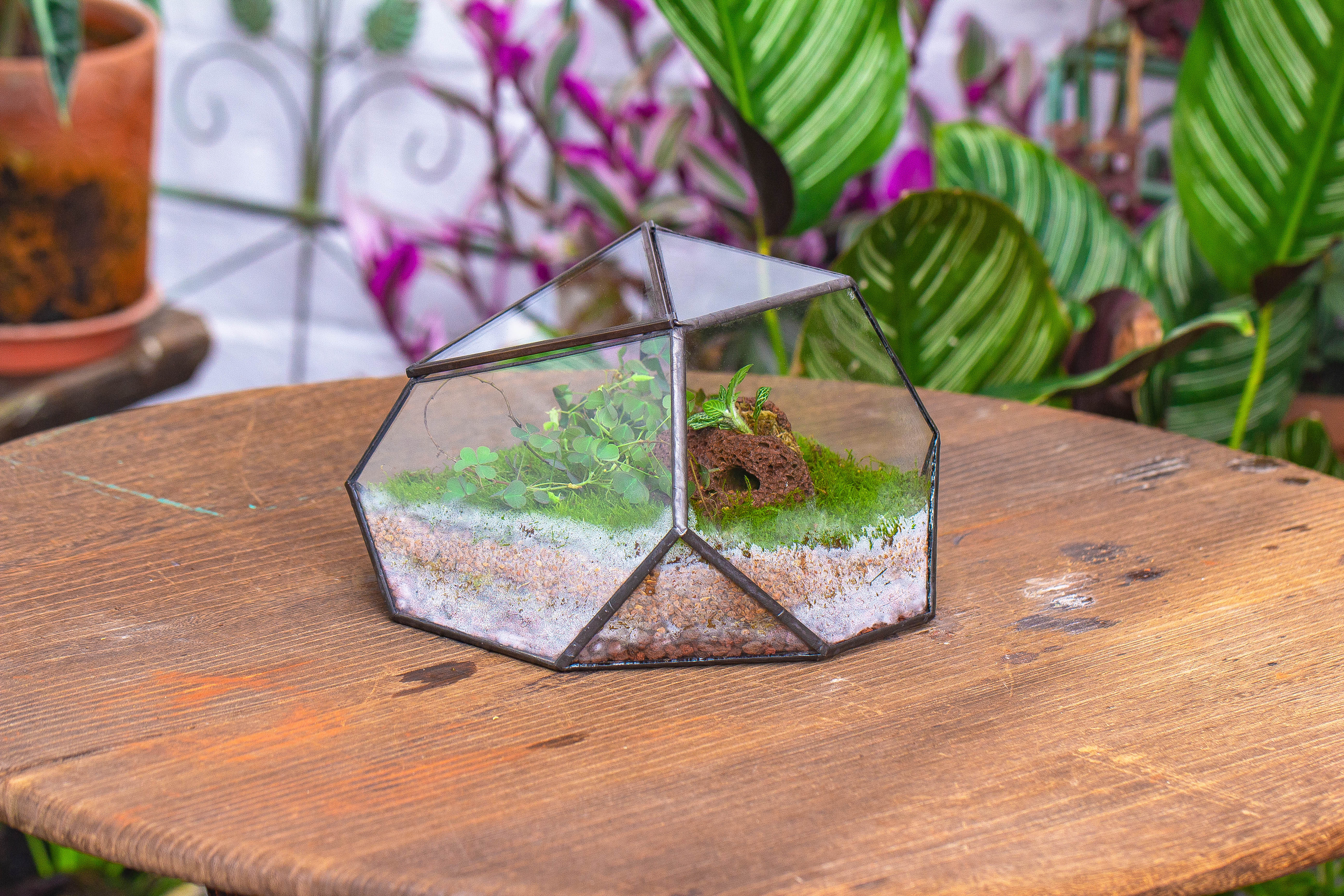 terrarium irregular - NCYPgarden