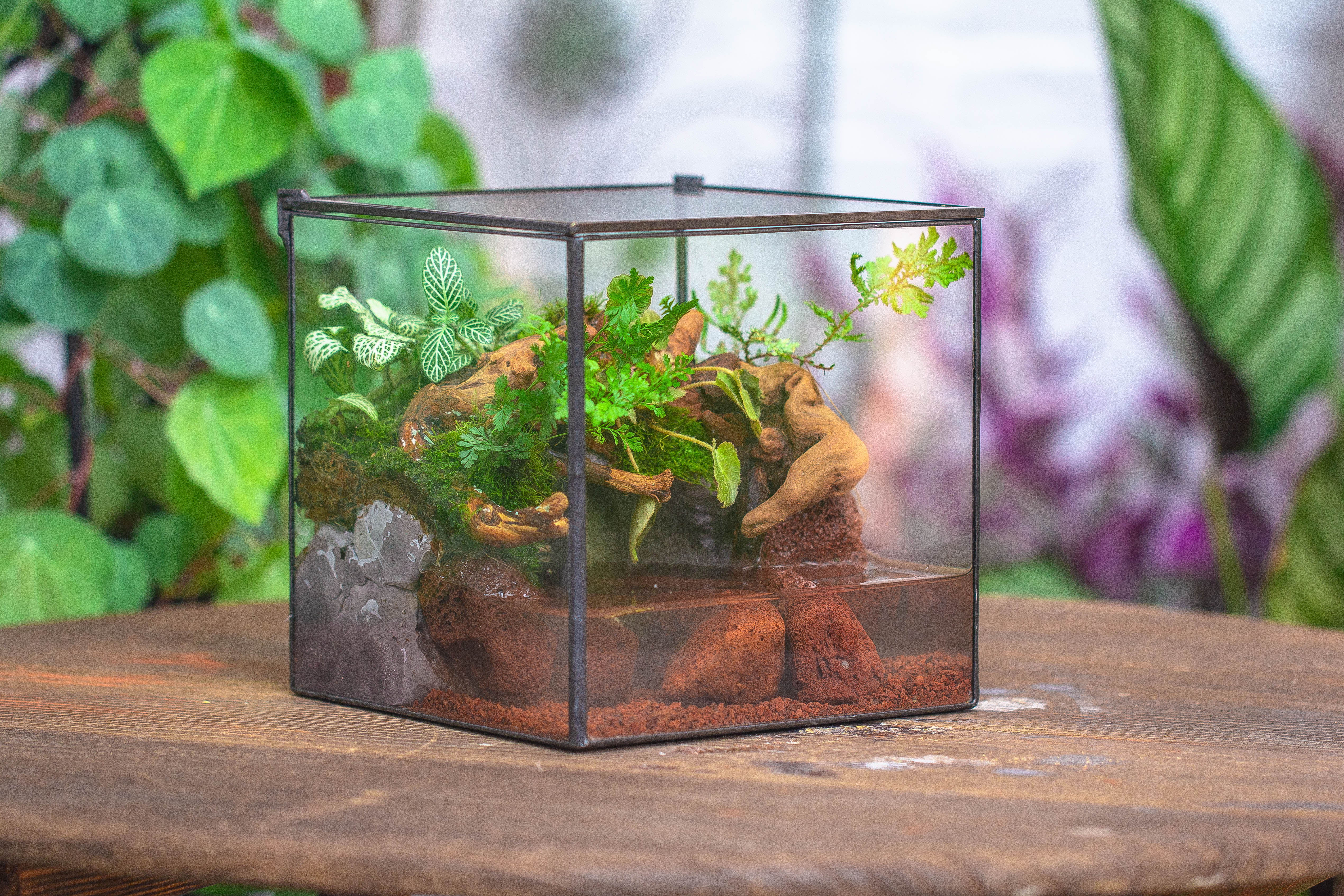 NCYP Watertight Close Cube 7" Geometric Glass Tin Terrarium, for small waterpond, moss landscape, Live Miniature, water pond, landscape - NCYPgarden