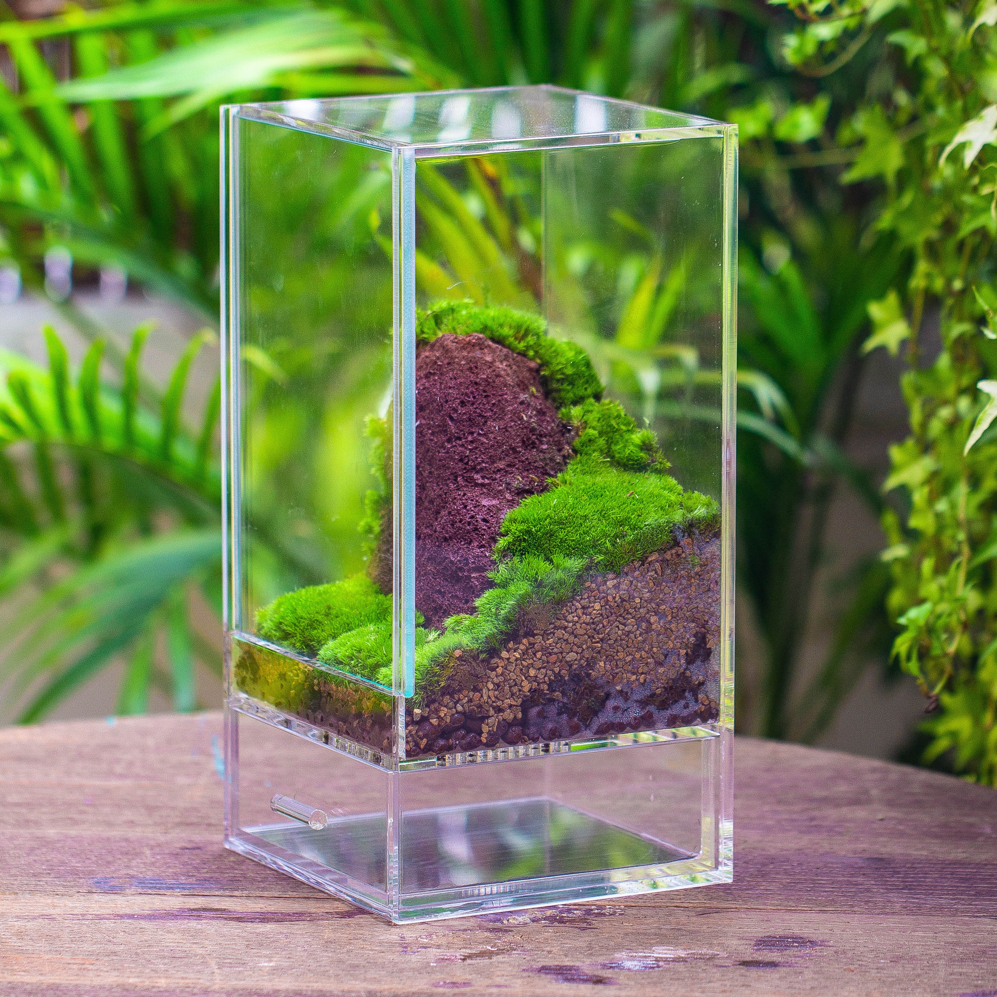 NCYP Acrylic Close terrarium with drainage bottom, suits for Fly Trap, Pitcher Plants, Moss Ball, Nursery, Small tropical Plants - NCYPgarden