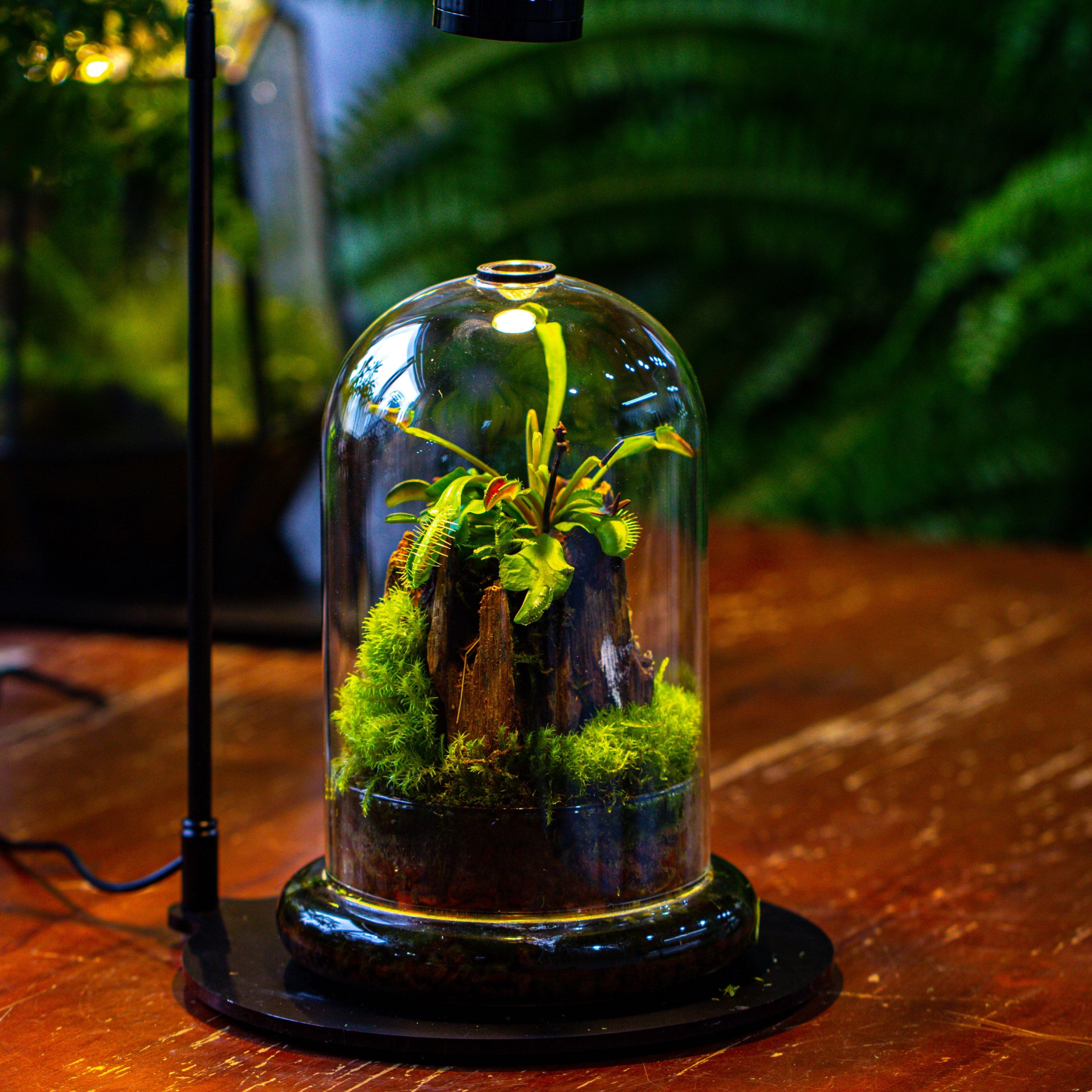 Glass Cloche Terrarium Bell Jar with Glass Base with Top Air Hole, with LED Grow Lamp Set, Glass Dome Planter Set for Plants