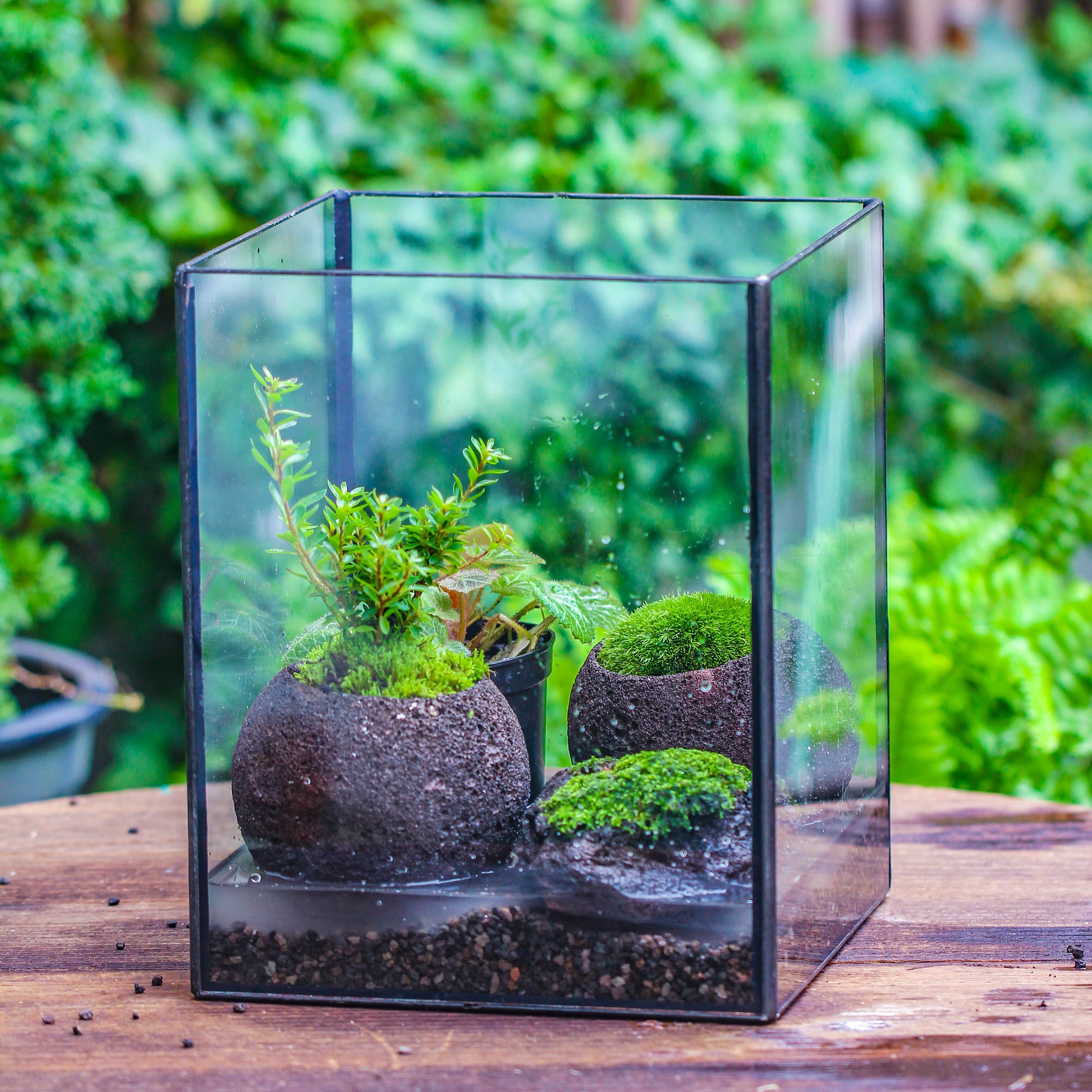 NCYP Watertight Open Geometric Glass Tin Terrarium, for small waterpond, Bog, moss landscape, Water pond, Carnivorous Plants - NCYPgarden