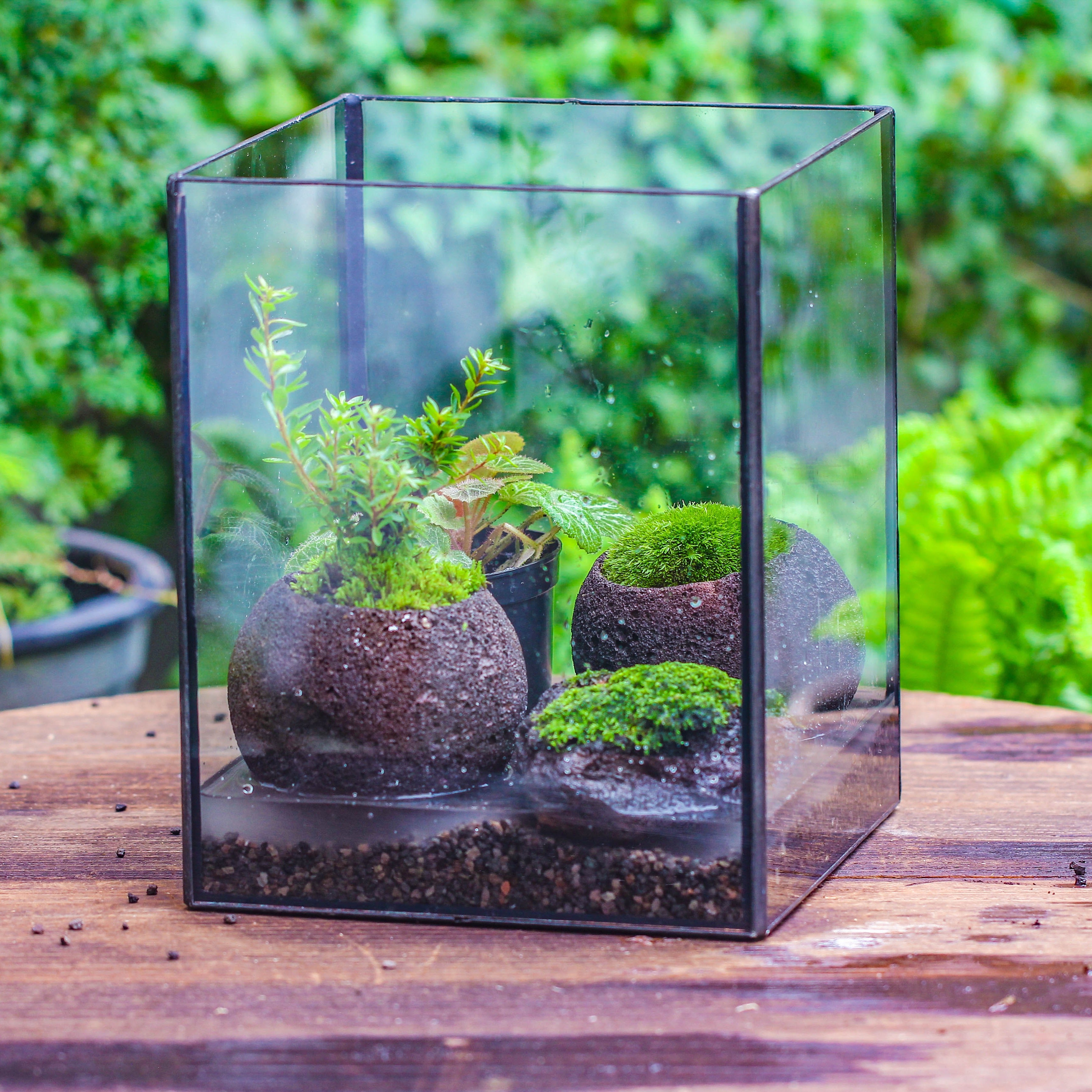 NCYP Watertight Open Geometric Glass Tin Terrarium, for small waterpond, Bog, moss landscape, Water pond, Carnivorous Plants - NCYPgarden