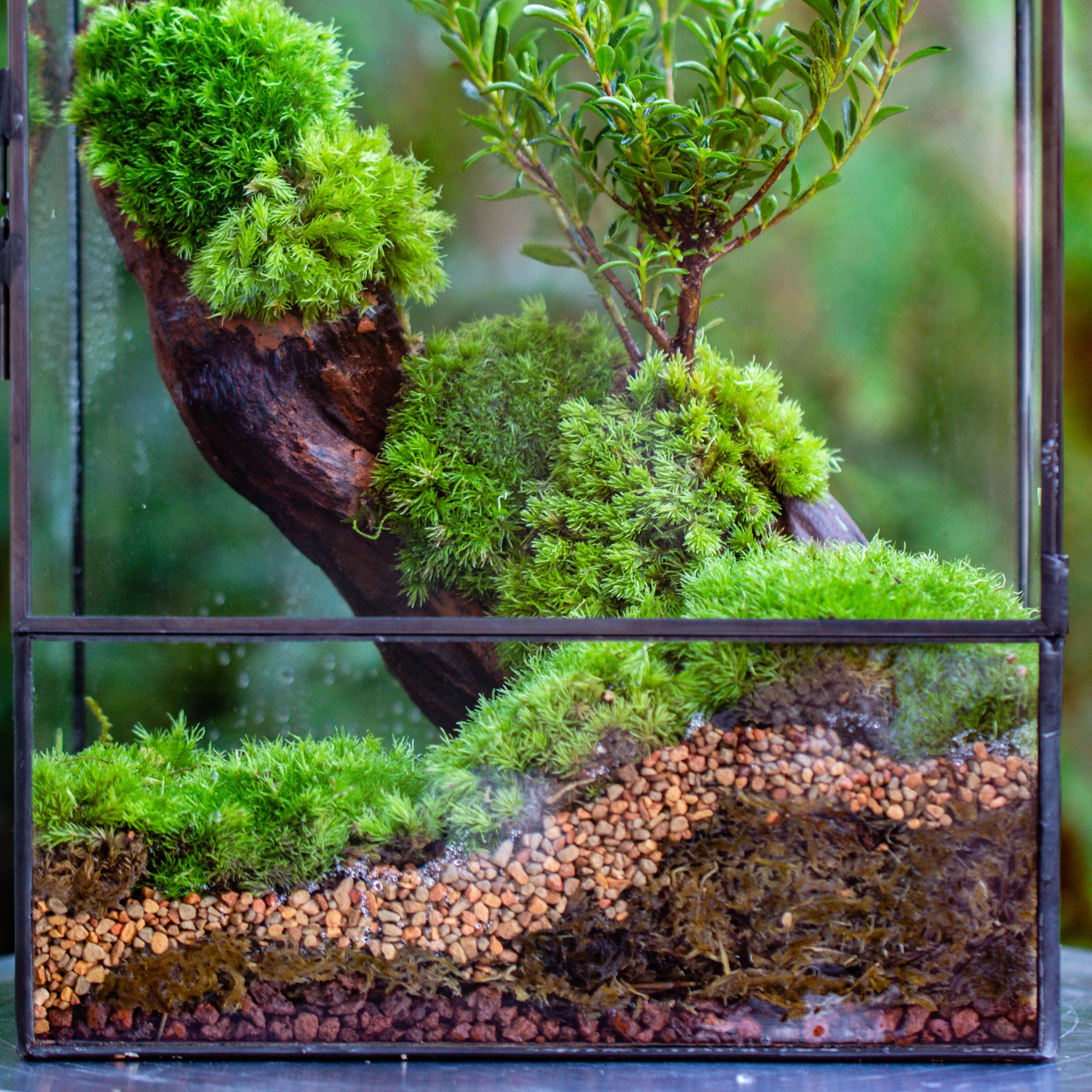 Basic Moss terrarium planting KIT, suitable for Terrarium, moss, fern, Orchid, Begonia, Small tropical - NCYPgarden